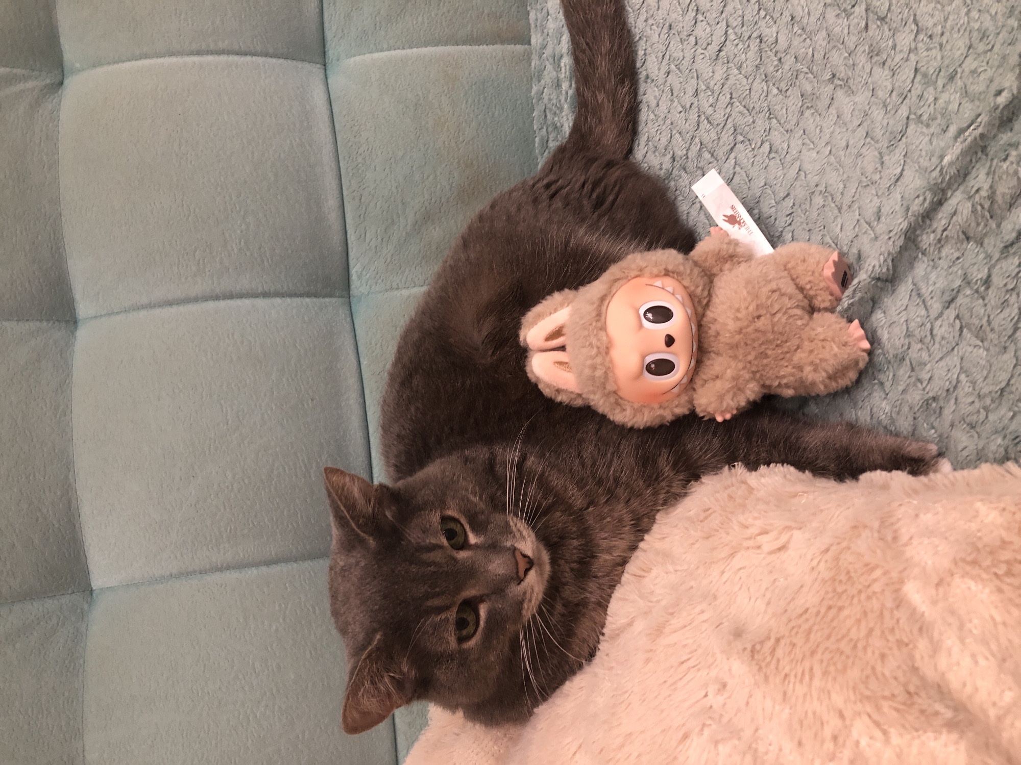 A gray cat with green eyes is lying on a light pink, fluffy blanket and a teal-colored textured couch. A fluffy brown plush toy with large eyes and a wide smile sits next to the cat. A small white tag with red text is attached to the toy. The scene is indoors, but the specific location within Solikamsk, Russia, cannot be determined from the image.
