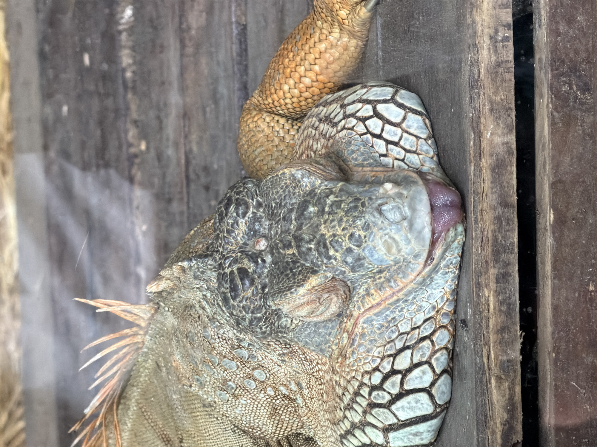 A close-up, slightly distorted, high-angle shot shows an iguana, likely an adult, pressed against a rough, wooden structure. The iguana's head is facing upwards, with one of its front legs resting on top of its head. The skin of the iguana is scaled, with variations in color from grayish-blue on the top of the head to brownish-tan towards the lower body. Its eye appears closed. Its tongue is visible, protruding slightly from its mouth. Some sharp spines are visible along its back near the neck. The background is a combination of wood and a semi-transparent material, possibly glass or plastic. The photo was taken at the Garden of the Eagles, Arroyo de la Miel-Benalmádena Costa, Spain.