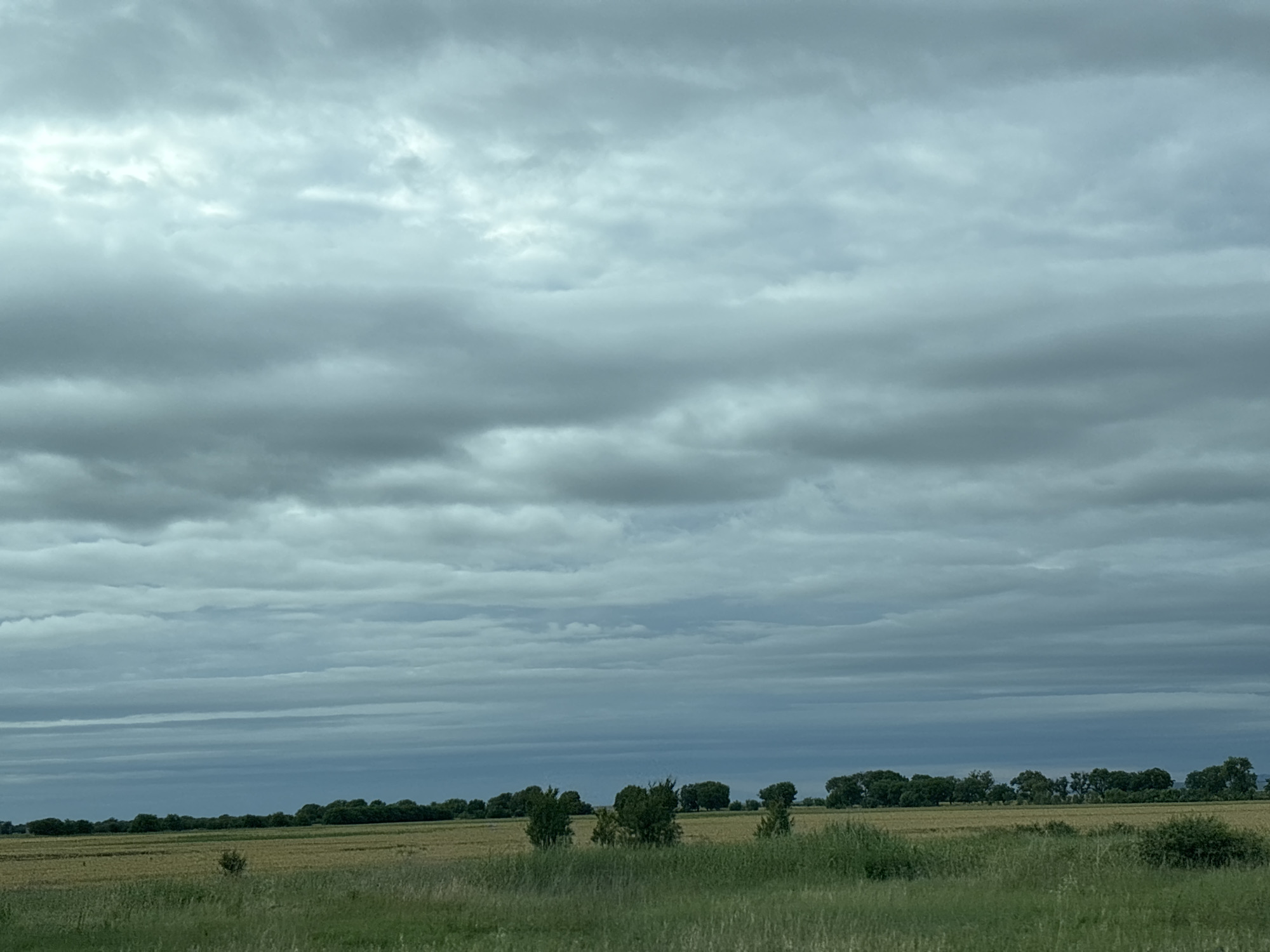 A wide shot captures a desolate landscape under a heavy, overcast sky. The foreground is dominated by tall, green grass, with a few scattered bushes. Behind the grass, a harvested field of wheat, characterized by its dry, golden stalks, stretches horizontally. A single, small tree stands in the middle of the field. A dense line of dark green trees forms the horizon, creating a stark contrast against the pale, dry field. The sky is filled with numerous layers of gray clouds, some lighter and more wispy, others darker and more ominous, suggesting an impending storm. The overall impression is one of a rural, undeveloped area, possibly on the outskirts of Chokoba, Bulgaria, with no signs of human activity or structures.
