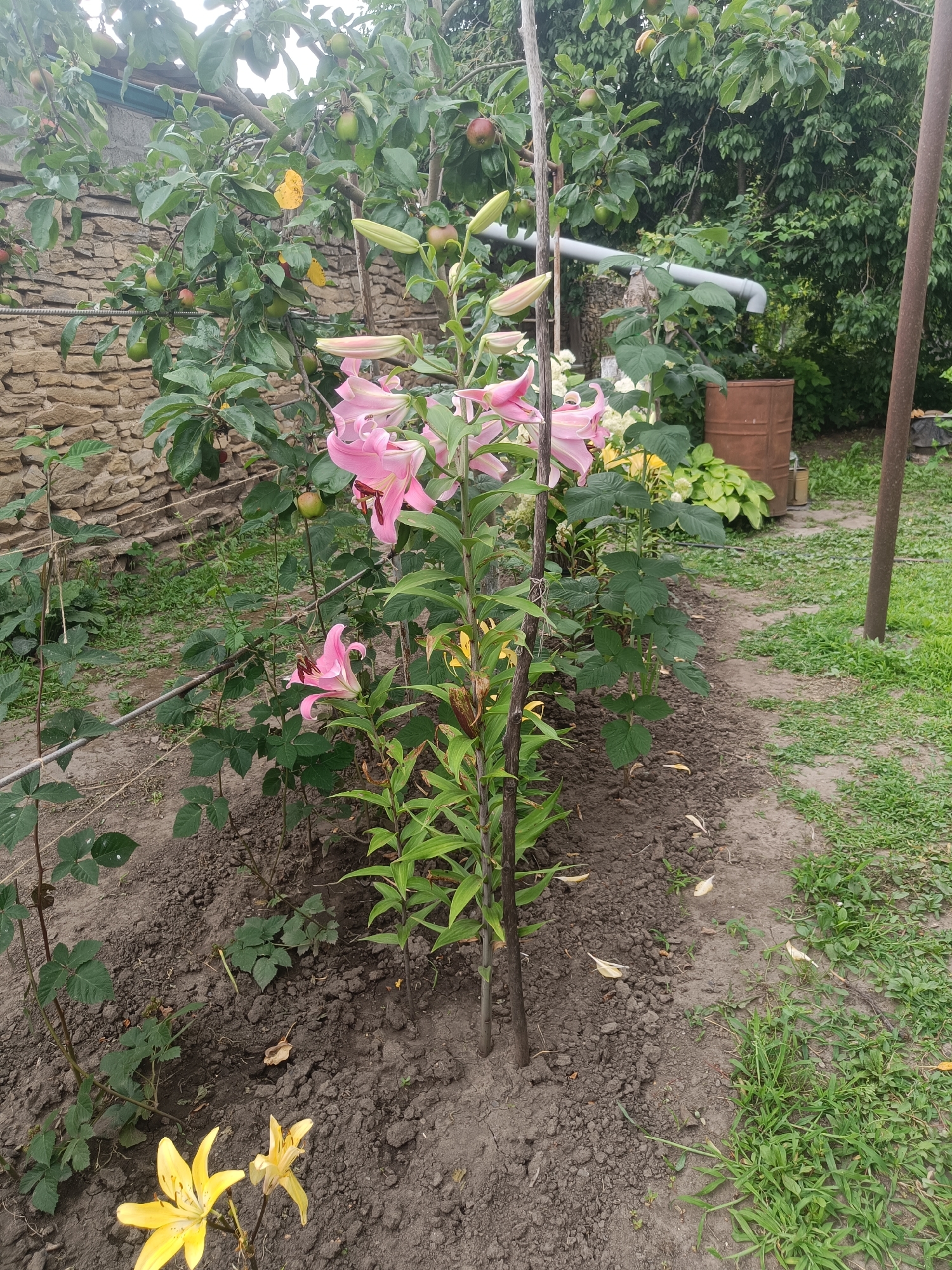 The image depicts a garden scene in Aleksandrovskoye, Russia. In the foreground, a tall pink lily plant stands supported by two wooden stakes. To the left of the lily, an apple tree with several green apples is visible, with a stone wall in the background. Further back, a rusty barrel and lush green foliage are present. A dirt path runs alongside the garden bed. The overall environment suggests a rural or suburban setting.