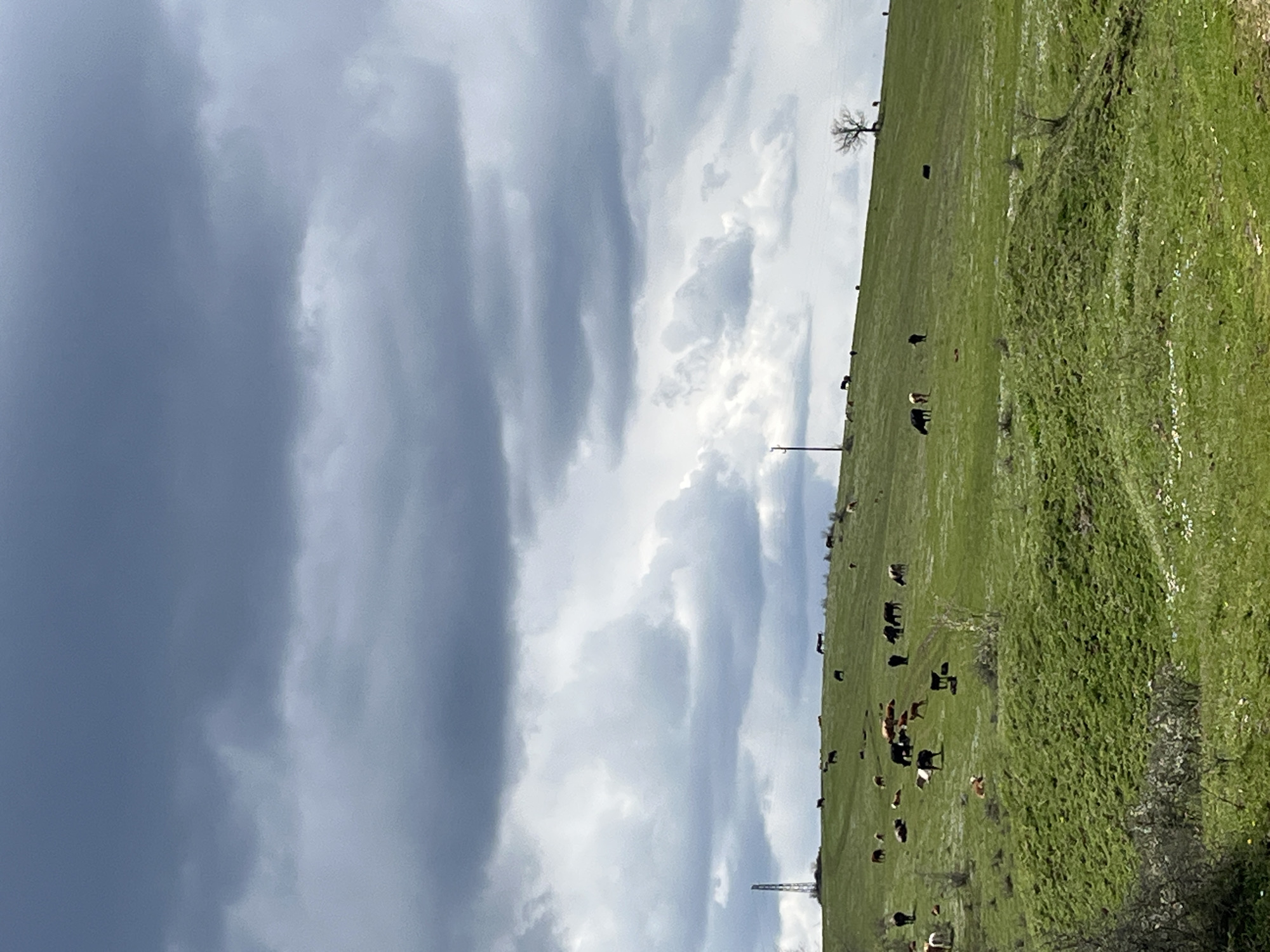 The image shows a grassy hillside under a cloudy sky, in Varshilo, Bulgaria. A herd of cattle are grazing on the green pasture. There is a utility pole visible on the hillside. The sky is filled with dark, looming clouds, with patches of brighter sky peeking through. A solitary tree is visible on the upper portion of the hill.