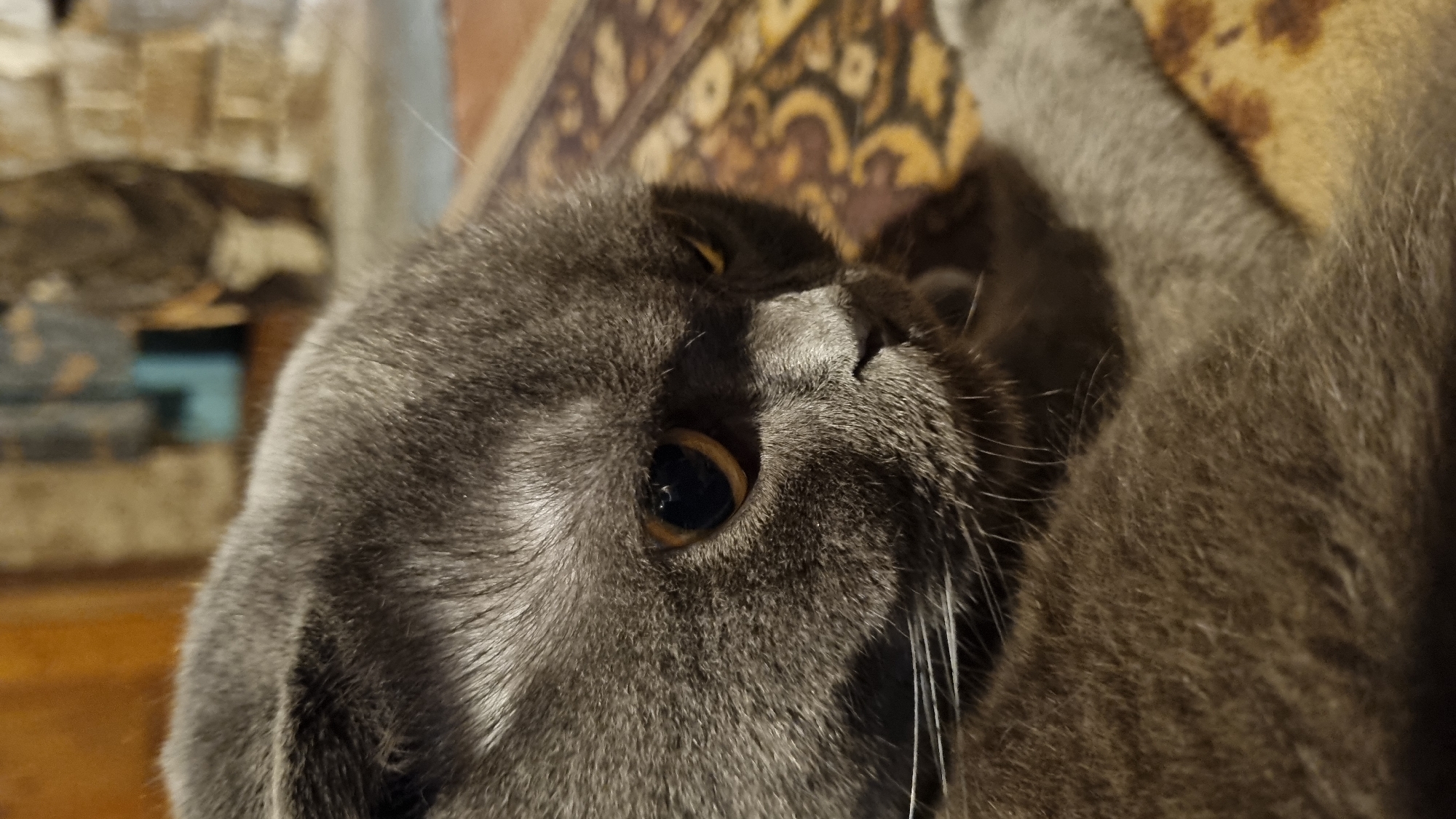 The image shows a close-up of a grey Scottish Fold cat lying on a patterned rug. The cat's head is turned to the right, with its distinctive folded ears visible. Its eyes are amber and its pupils are dilated. The background is out of focus, showing hints of furniture and a brick wall. There is no indication of the location being in the city of Vysokoe, Russia. The scene is indoors, likely in a domestic setting.