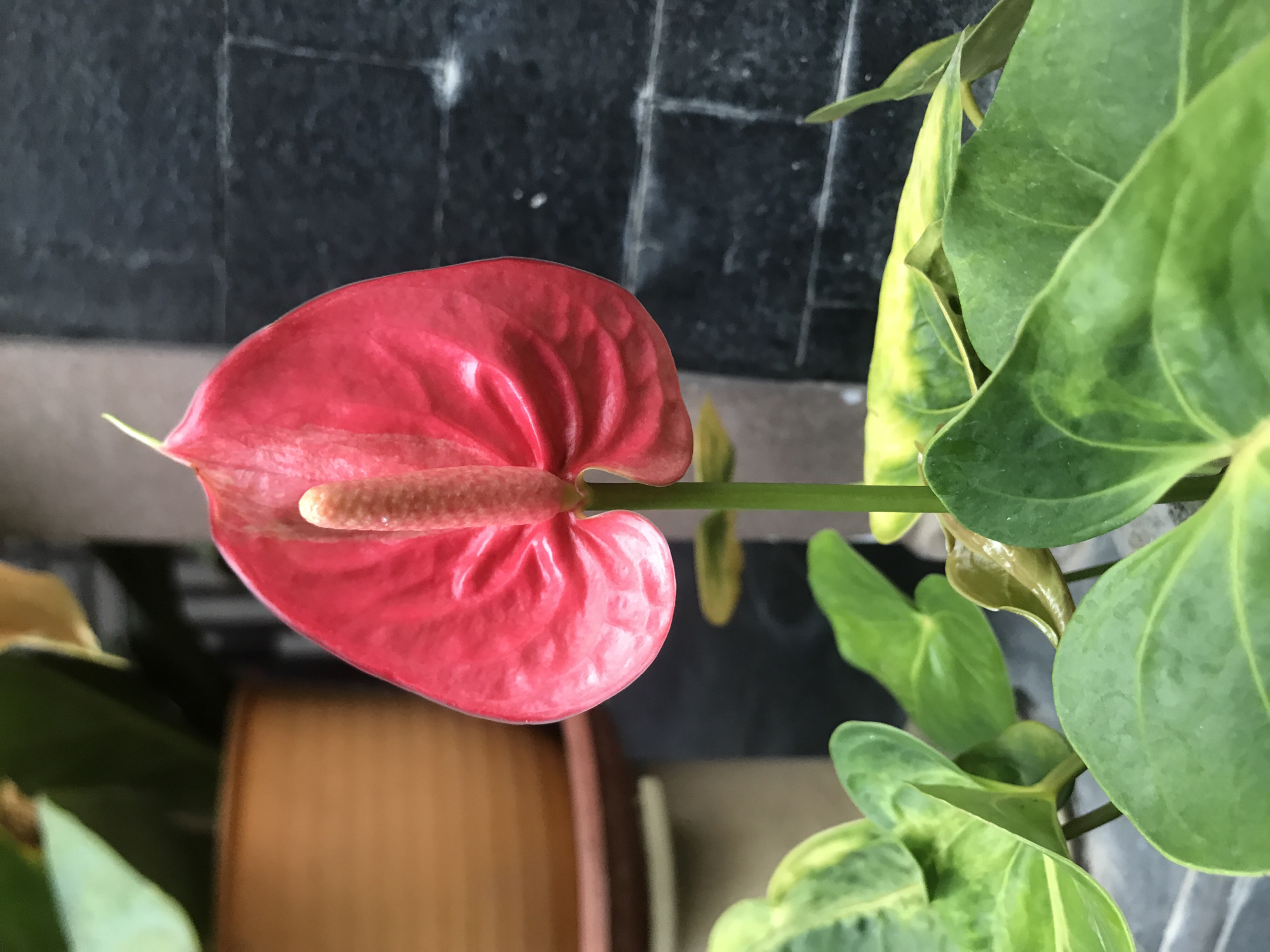 The image displays a close-up, slightly rotated view of a vibrant red Anthurium flower, commonly known as a Flamingo flower or Laceleaf, set against a dark, textured background. The flower is the central focus, featuring its distinctive heart-shaped, waxy, brilliant red spathe and a prominent, elongated, pale yellow-brown spadix protruding from its center. The spathe exhibits visible veins and a glossy sheen, indicating freshness.
Surrounding the flower are several large, lush green leaves belonging to the same plant. Some of these leaves show patterns of lighter green or yellowish variegation, adding visual interest. The leaves appear healthy and robust, suggesting well-maintained plant life.
The background consists of a dark, likely grey or black, textured surface that resembles a tiled wall or pavement, with faint white lines indicating grout or cracks. In the lower left portion of the original image (which becomes the lower right in the rotated view), a blurred, warm brown object, possibly a wooden furniture piece or a terracotta pot, is visible.
The lighting appears natural, suggesting it is daytime. There is no visible activity, as the image captures a static plant. The composition highlights the flower's striking color and form against the darker backdrop, creating a sense of natural beauty. No visible text is present in the image. Given the location context of Lhokseumawe, Indonesia, the presence of such tropical flora is consistent with the region's climate.