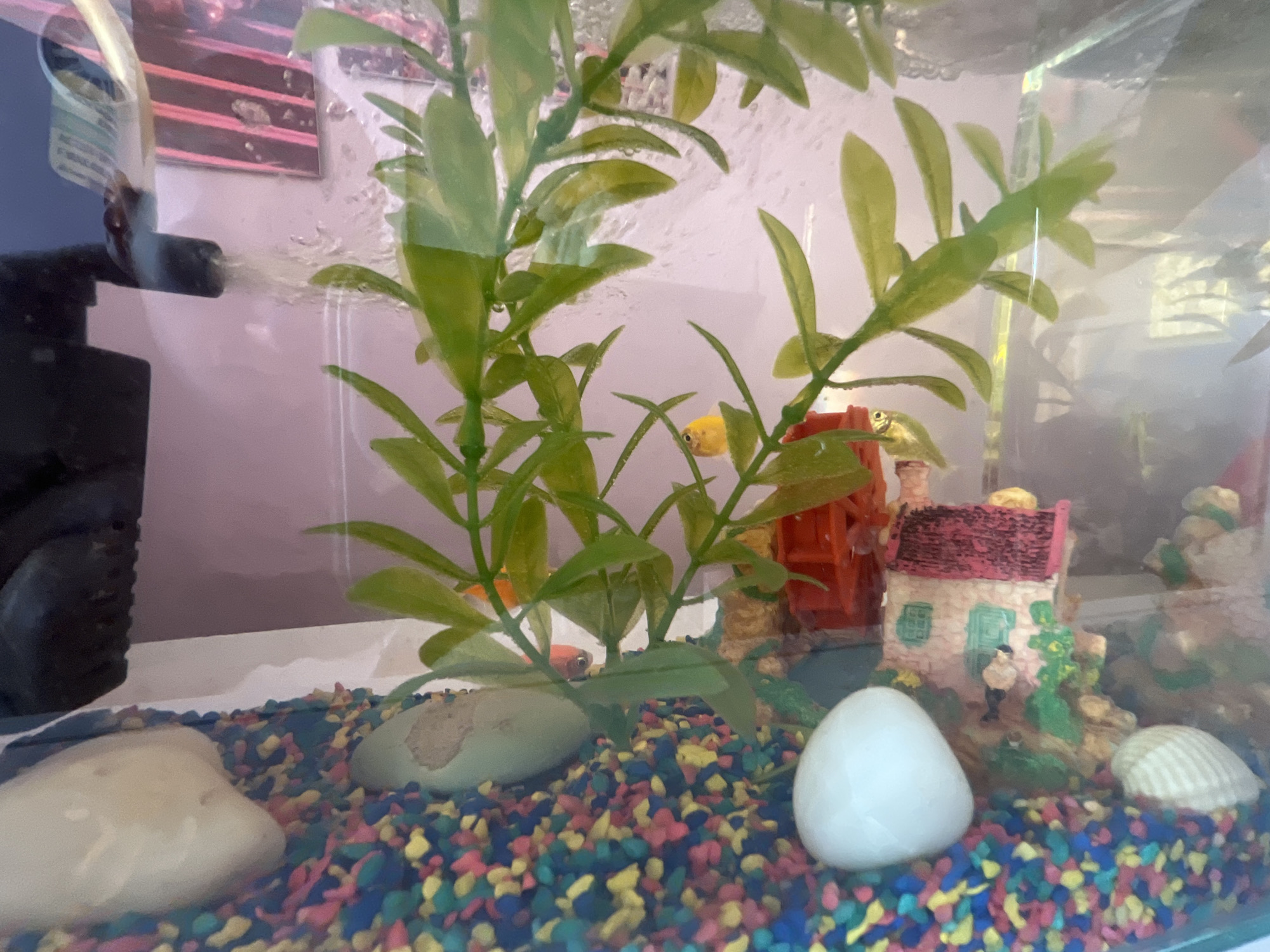 The image shows the interior of a fish tank with a colorful gravel substrate. The tank contains artificial plants, decorative rocks, and a small decorative house. Fish are visible within the tank, including one orange and one yellow colored fish. A filter is attached to the side of the tank. The background shows a blurry wall, possibly indicating an interior setting. There is no evidence in the photo to suggest it's located in Plovdiv, Bulgaria.