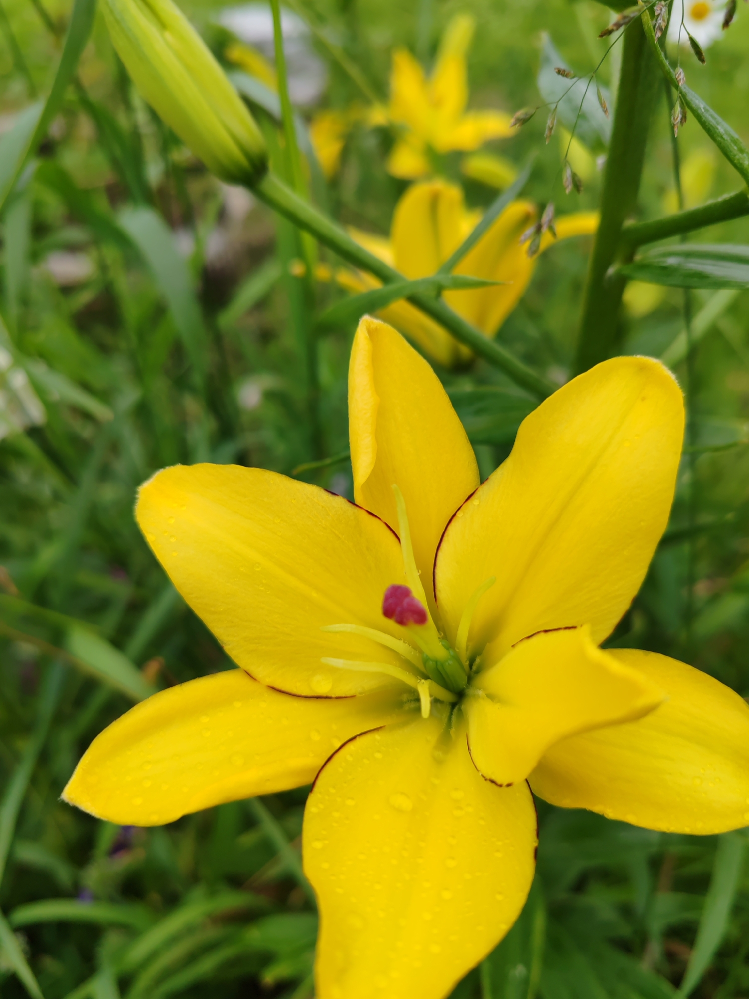 A close-up, low-angle shot captures a vibrant yellow lily in bloom, its petals adorned with delicate water droplets. The lily's center features red stamens and a hint of green pistil, with thin, dark red lines accentuating the edges of the petals. The background is a soft blur of green foliage and other out-of-focus yellow flowers, suggesting a garden or natural setting. The image does not contain any people or actions and is set in an unspecified outdoor environment, making it impossible to pinpoint its location in Chuchlyam, Russia.