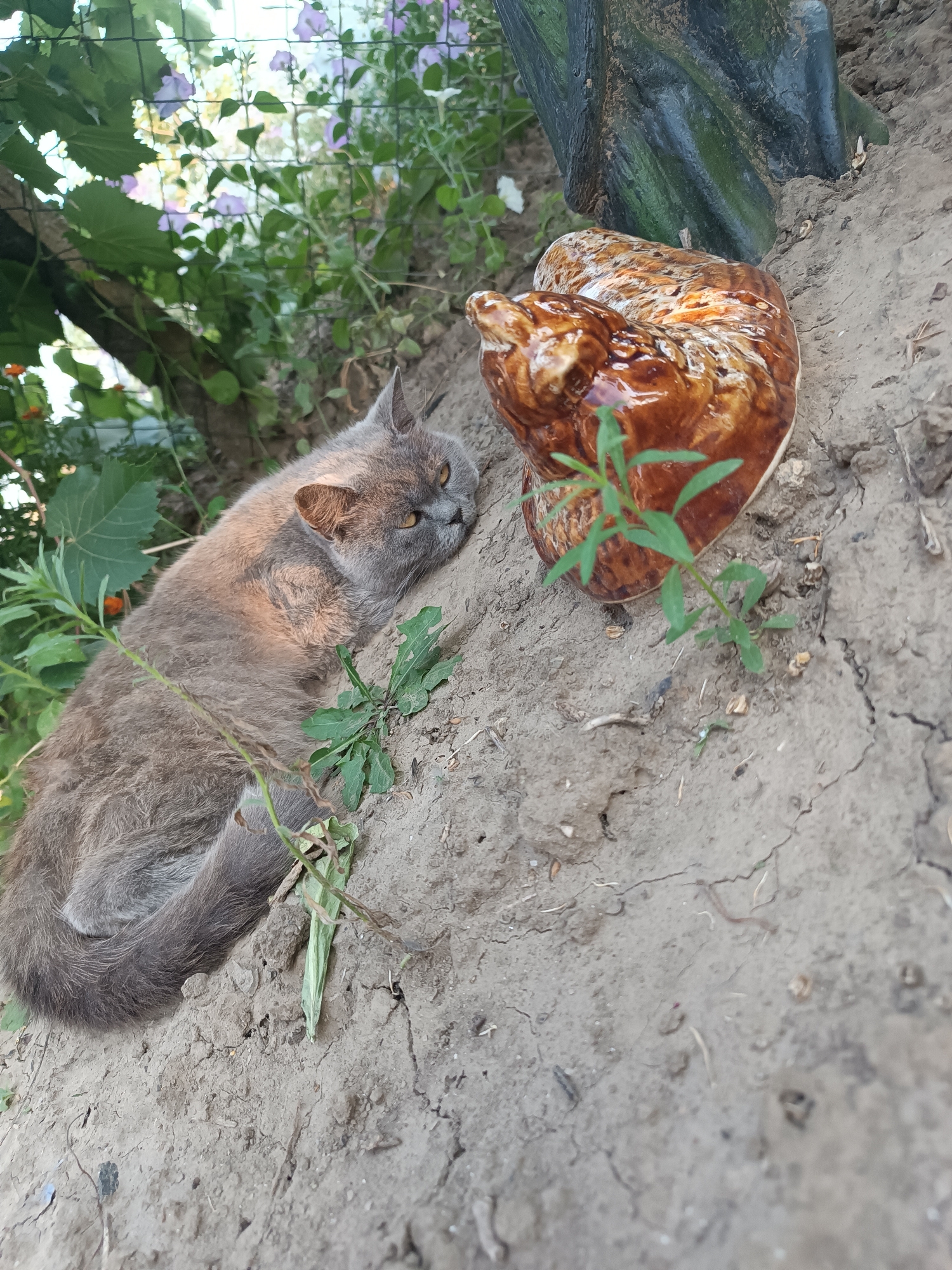 A grey and orange cat is lying on the ground next to a ceramic decoration in the shape of a chicken. The ground appears to be dry and cracked, with some small green plants growing in it. In the background, there are some green leaves and purple flowers, suggesting an outdoor setting, possibly a garden. The scene suggests a peaceful moment where the cat is relaxing in the sun. The location of Vypasne, Ukraine is noted as the setting for this scene.