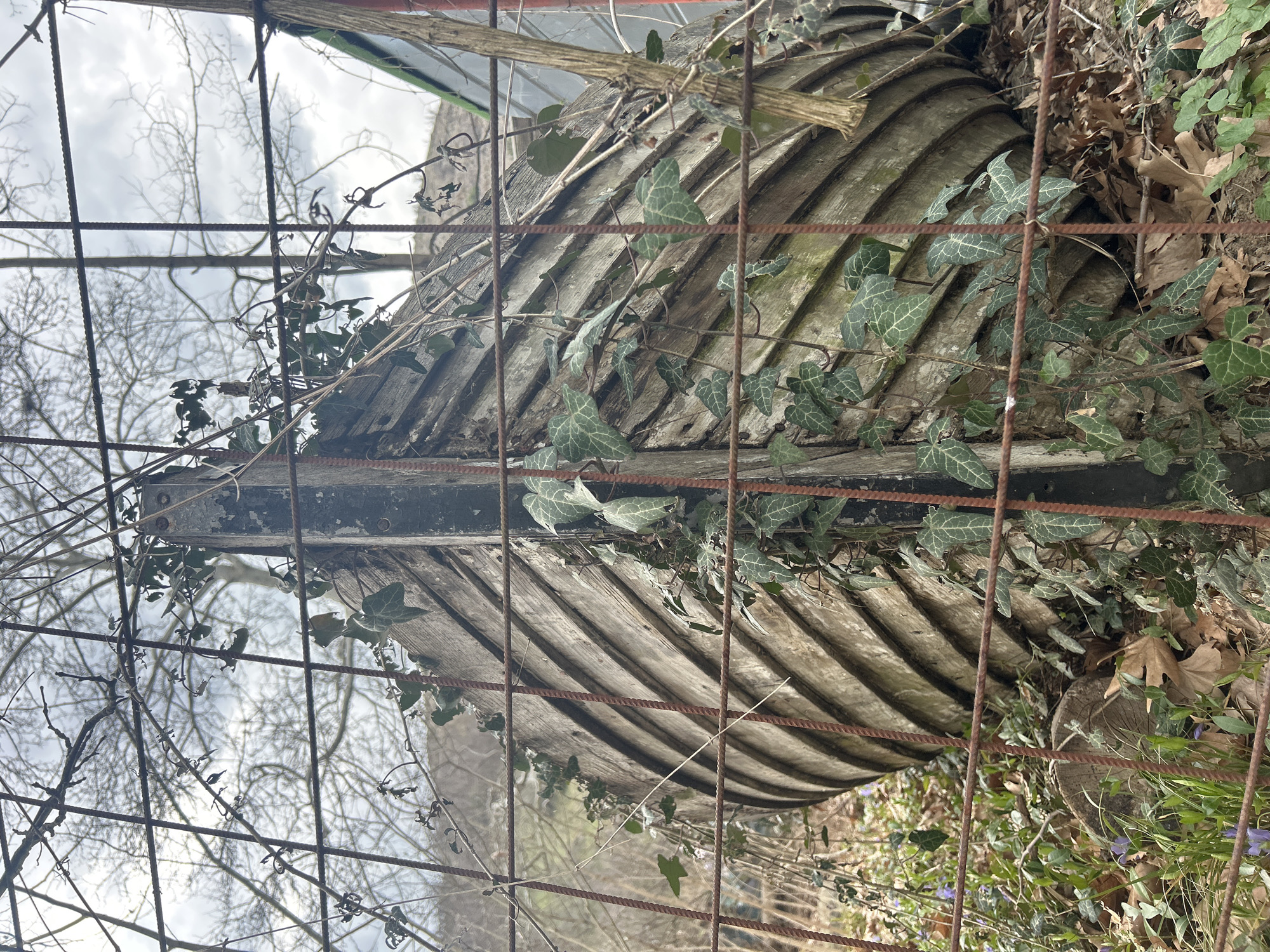 The image depicts the bow of a weathered wooden boat, partially obscured by a rusty, square-grid wire fence in the foreground. The scene is located in Parvenets, Bulgaria.
The boat's hull, constructed from horizontal light-colored wooden planks, shows significant weathering and discoloration, with patches of green moss or algae. Darker vertical elements are visible on the bow's leading edge. Green ivy with distinctive vein patterns grows over the boat's surface and through the fence wires. The ground around the boat is covered with a layer of dried brown leaves, interspersed with green grass and small clusters of purple flowers. A tree stump is visible on the left side of the boat's base.
In the background, a network of bare tree branches is visible against a mostly overcast sky. Distant hills or elevated terrain are discernible through the sparse winter foliage. On the far right, indistinct elements of a structure, including a green and red section, are partially visible. No people or animals are present, and no specific actions or interactions are depicted. The overall environment suggests an outdoor, possibly neglected or wild, setting.