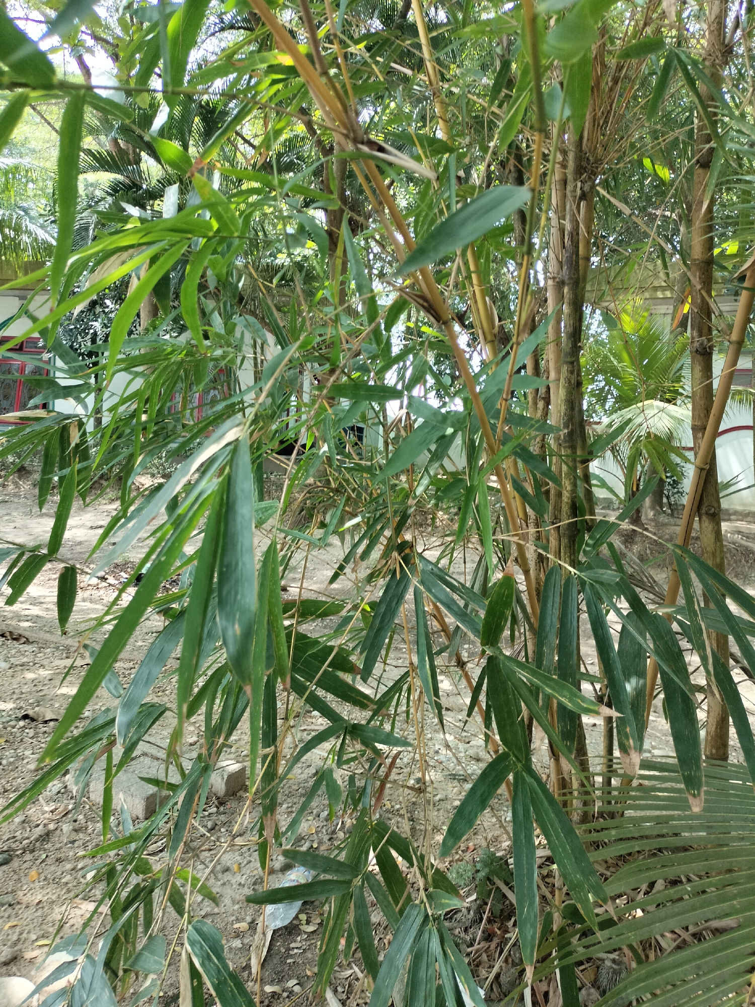 The image depicts a cluster of bamboo stalks with long, green leaves, possibly in a natural or semi-cultivated outdoor setting. The bamboo stalks are slender and appear to be of varying maturity, with some showing a yellowish-brown hue. The leaves are elongated and taper to a point, creating a dense foliage. In the background, blurred structures that resemble buildings with red-trimmed windows are visible, along with glimpses of other vegetation, including palm fronds. The ground beneath the bamboo is covered with dry soil, leaves, and small stones. The lighting suggests it is daytime, with natural sunlight filtering through the leaves. The overall scene is one of lush greenery and a somewhat untamed environment, possibly a backyard or the edge of a residential area. The location is identified as Seuneubokpeunteut, Indonesia, a rural or semi-rural area. There are no people or animals present in the image.