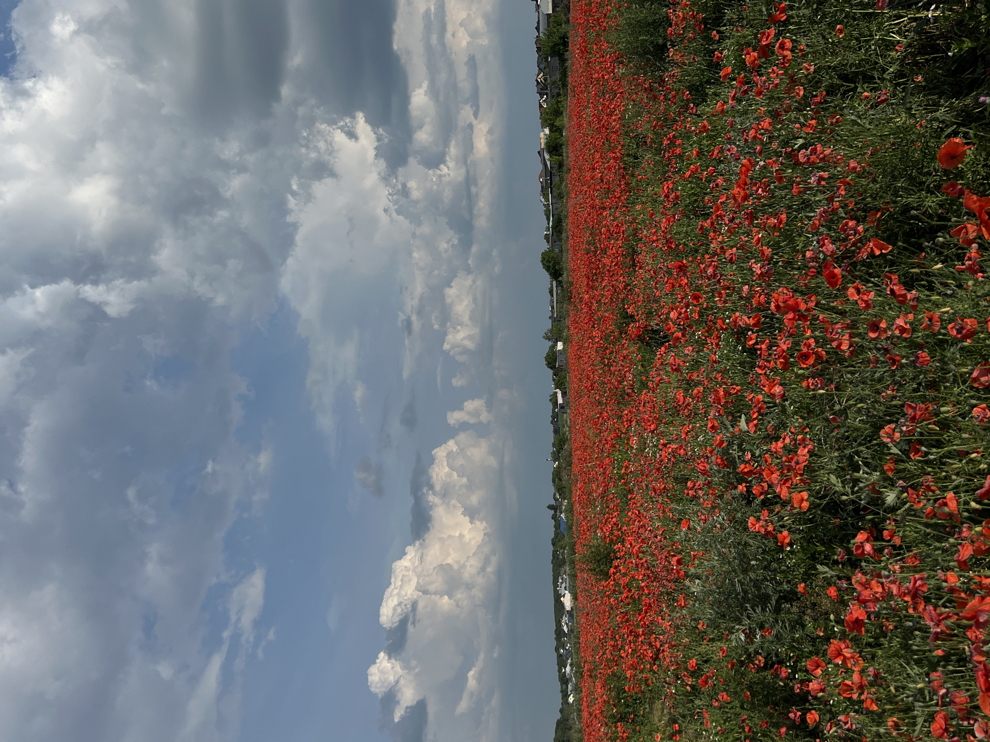 The image depicts a vast field of bright red poppies under a dramatic, cloudy sky. The poppies are densely packed, covering the foreground and middle ground of the scene, with their vibrant red petals creating a striking contrast against the green foliage. In the distance, a line of buildings, likely a village or town, can be seen nestled amongst trees, suggesting a rural or semi-rural setting. The sky is a mix of deep blues and grays, with large, puffy white clouds dominating the upper portion of the image, some of which are catching the sunlight. The overall impression is one of natural beauty and a sense of open space. While the image is labeled as being from Ternopil, Ukraine, the specific location within the city cannot be determined from the visual information provided. There are no people, animals, or specific actions or interactions visible in the photograph. The scene is static and focuses on the landscape.