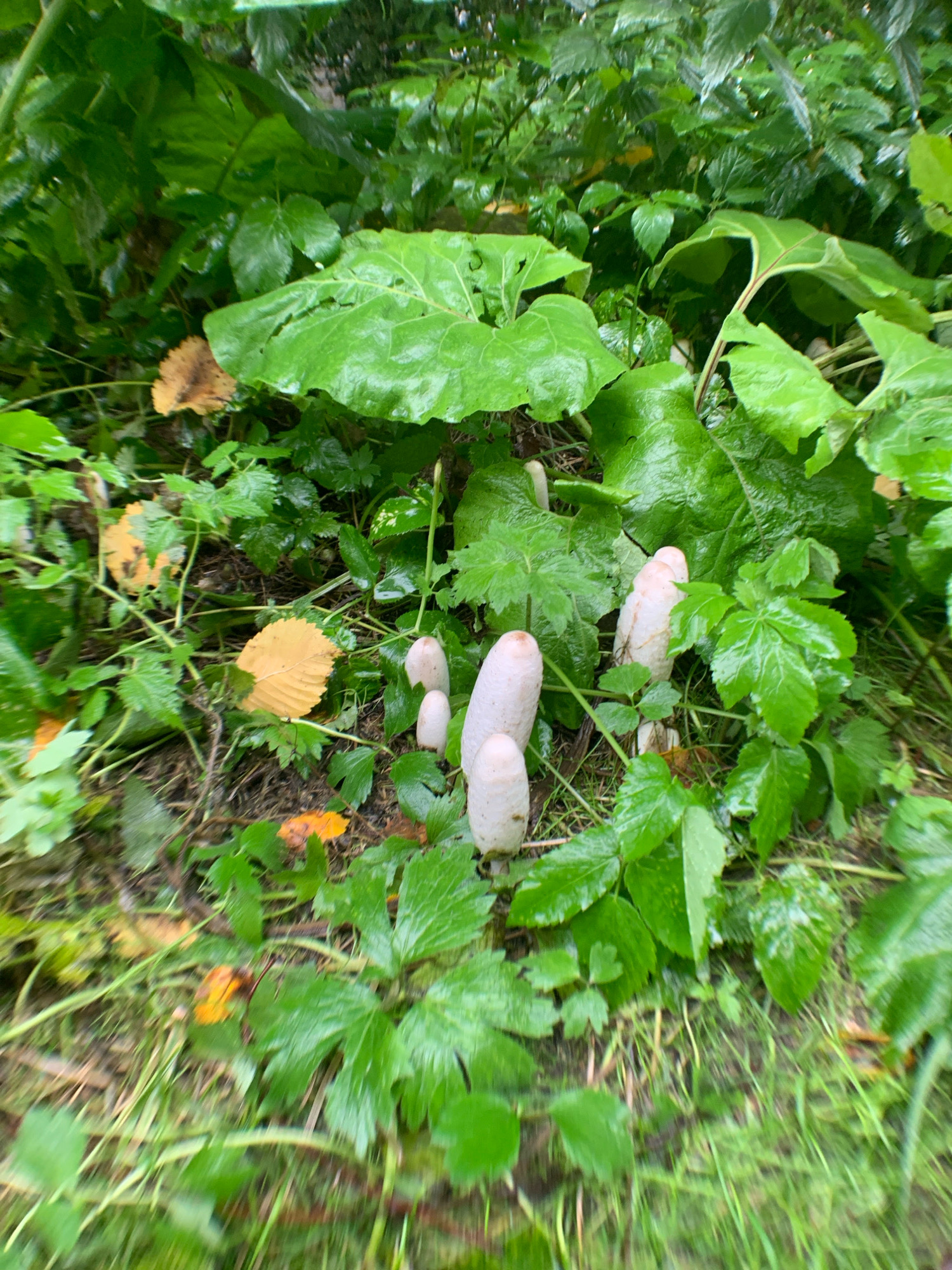 This is a close-up, slightly blurred, ground-level photograph of several Shaggy Ink Cap mushrooms growing in a patch of lush green foliage and grass. The mushrooms are conical in shape, with white to light gray caps that appear to be covered in small, scale-like structures. Some of the mushrooms are taller and more developed, while others are smaller and more nascent. The surrounding vegetation includes broad, glossy green leaves of various sizes, as well as smaller, serrated leaves. Several fallen leaves, predominantly yellow and brown, are scattered on the ground amongst the plants. The overall impression is of a damp, natural environment. There is no indication of human presence or activity. The image does not provide any information specific to the city of Arkhangelsk, Russia.