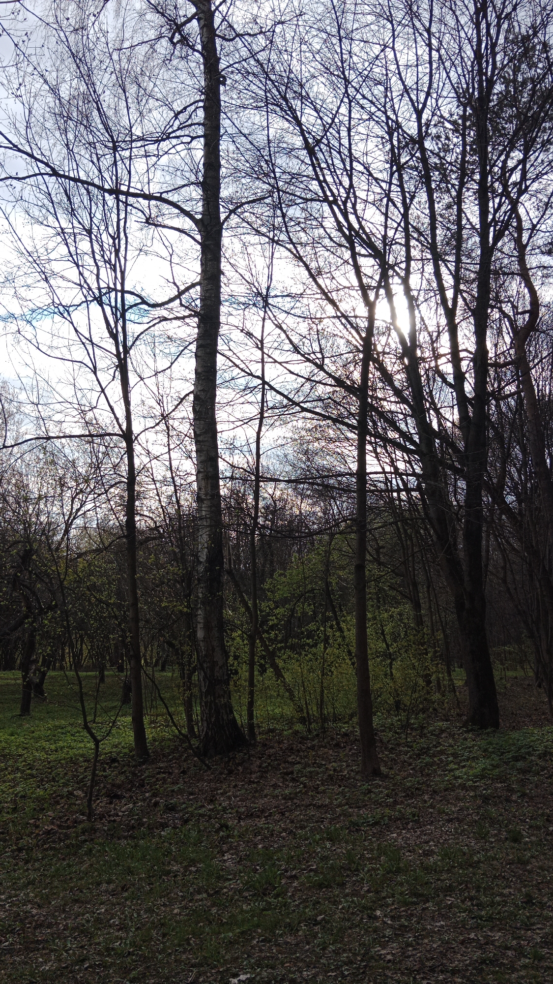 The media file displays a natural scene within a forest or park, likely captured during early spring. The setting features numerous trees, many of which are deciduous and still largely bare, their intricate branches forming a dense network against the sky. In the foreground, several prominent tree trunks are visible, including one with distinct white, papery bark, characteristic of a birch tree, positioned centrally. Other trees have darker, rougher bark.
The ground is covered with a mix of dried, fallen leaves and patches of vibrant green grass and emerging undergrowth, particularly in the middle ground where small bushes and saplings show fresh, light green foliage. A gentle slope or rise is discernible in the background, also covered in trees and budding vegetation.
The sun is a notable detail, peeking through the branches on the right side of the image, creating a strong backlighting effect that silhouettes many of the trees and casts bright rays. This suggests either early morning or late afternoon. The sky overhead is partly cloudy, with bright areas around the sun. No human activity, animals, or visible text are present. The overall atmosphere conveys a sense of quiet transition and the awakening of nature after winter, consistent with a park landscape in Moscow, Russia.