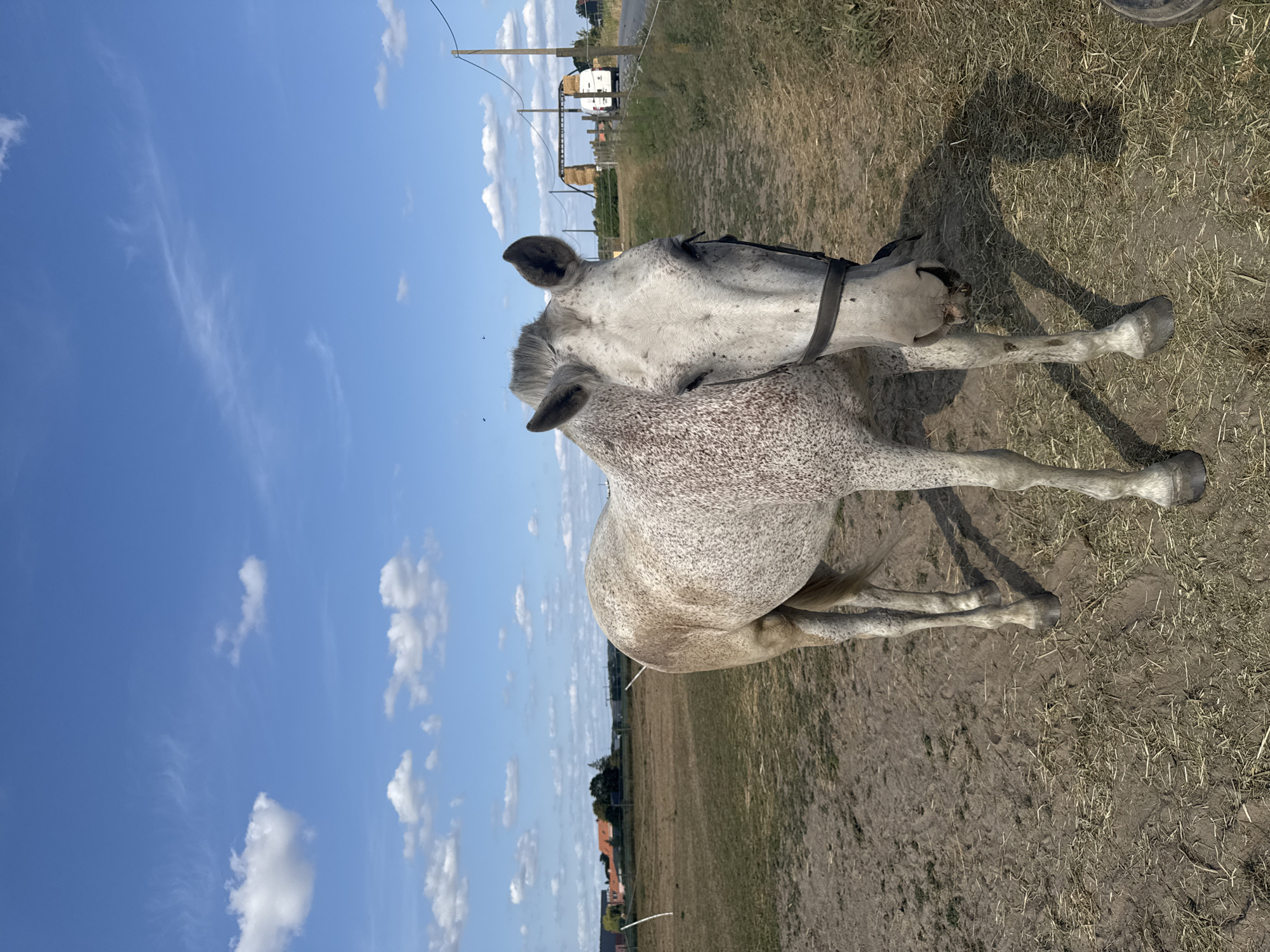 A dappled grey horse stands in a dry, grassy field under a blue sky with scattered white clouds. The horse is facing the camera, with its head slightly tilted. It has a dark halter on. In the background, there are farm buildings, trees, and a road with a white van on it. The scene appears to be in a rural area of Estaimpuis, Belgium.