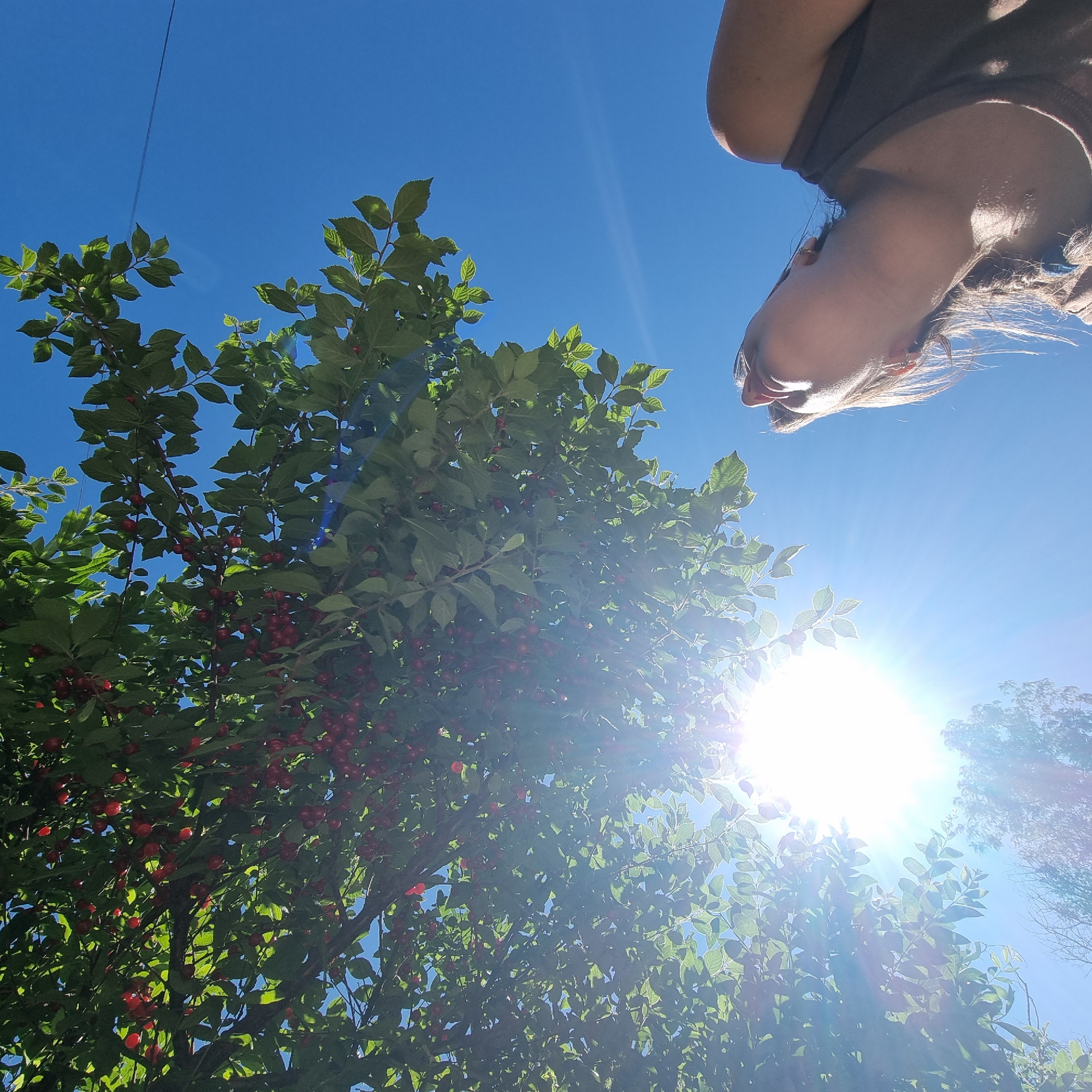 This is a low-angle, wide shot of a cherry tree with ripe red cherries against a clear blue sky. A person's head and shoulders are visible at the top right of the frame, upside down. The sun is shining brightly, creating lens flare and illuminating the leaves and cherries. The image appears to have been taken outdoors, likely in a residential area given the presence of a cherry tree. There are no visible landmarks or context to suggest a specific location within Dunnae-myeon, South Korea.