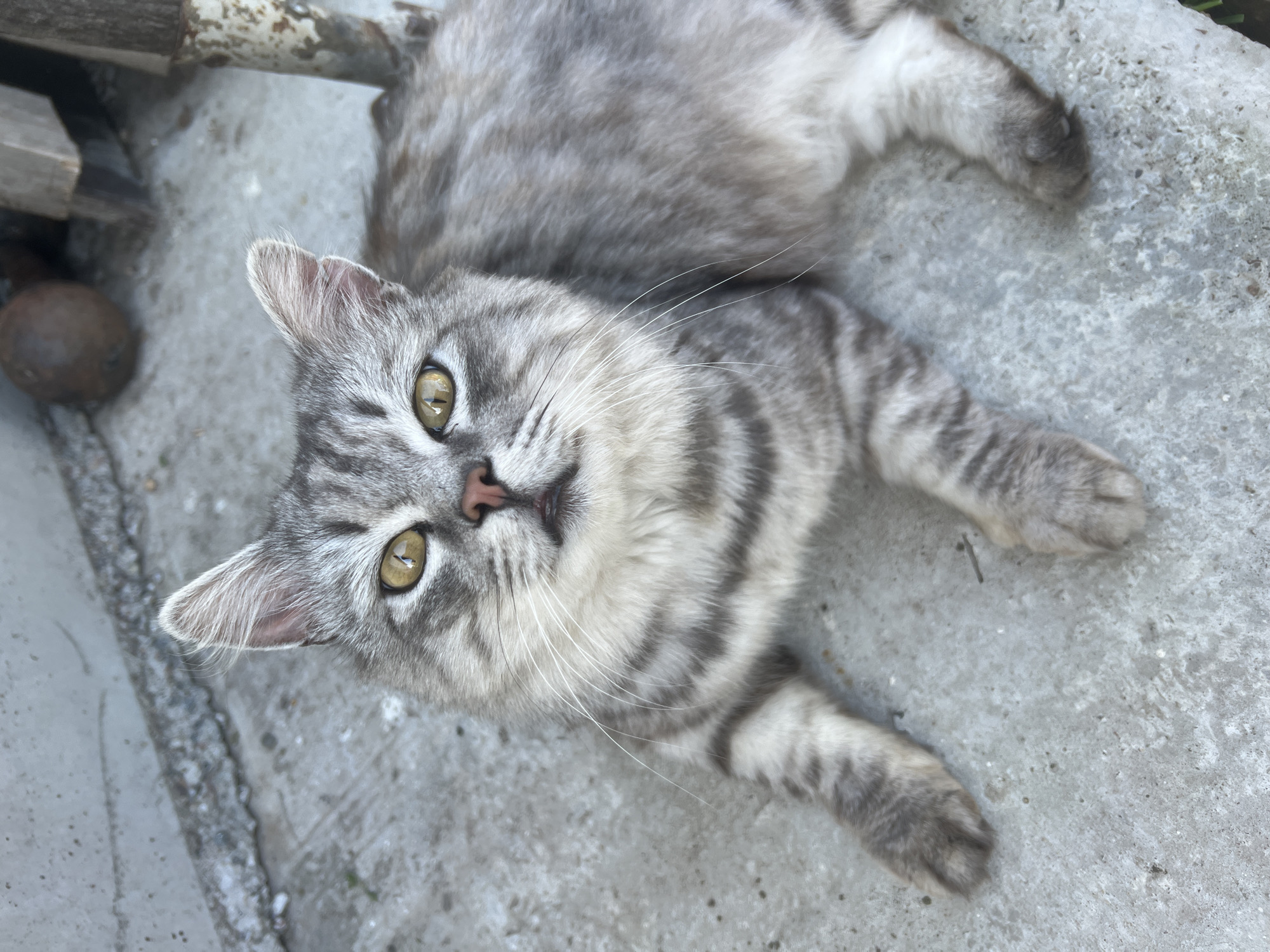 A grey tabby cat with yellow eyes is lying on a concrete surface. The cat is looking directly at the camera. The background is blurred and appears to be outdoors, possibly in a yard or alley. In the upper right background, there is a wooden structure and a metal pole. In the upper left, there is a textured concrete wall. The cat's fur is short and striped. The concrete surface is rough and speckled with small dark marks. The lighting suggests it is daytime. The image was captured in Solontsy, Russia.