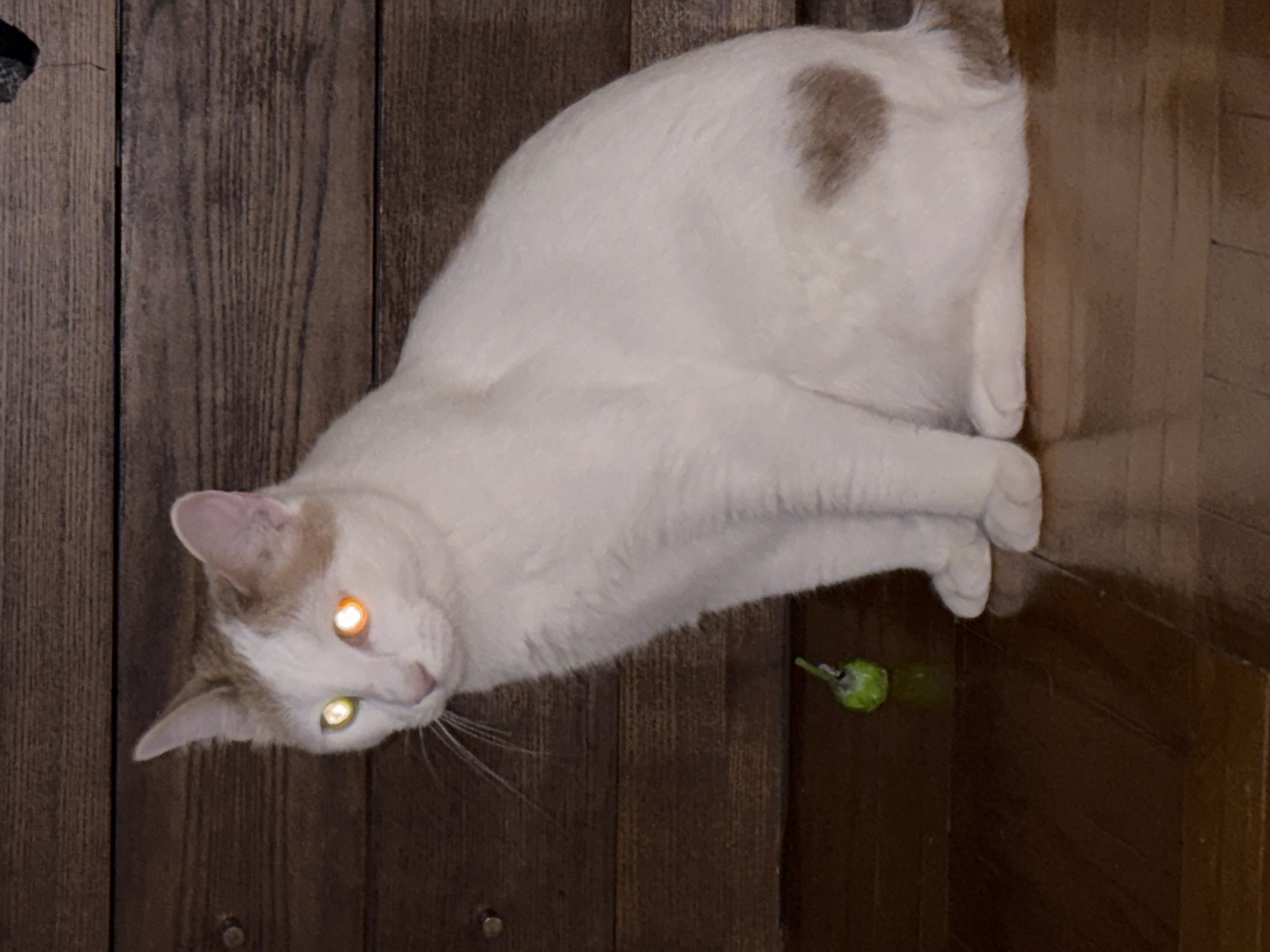 A white cat with tan markings sits on a polished wooden floor in front of a dark wooden wall. The cat's eyes are reflecting light, appearing green in the left eye and orange in the right. To the left of the cat, a small, bright green object, possibly a toy, rests on the floor. The lighting in the image is dim, creating a moody atmosphere. The location is unknown.
