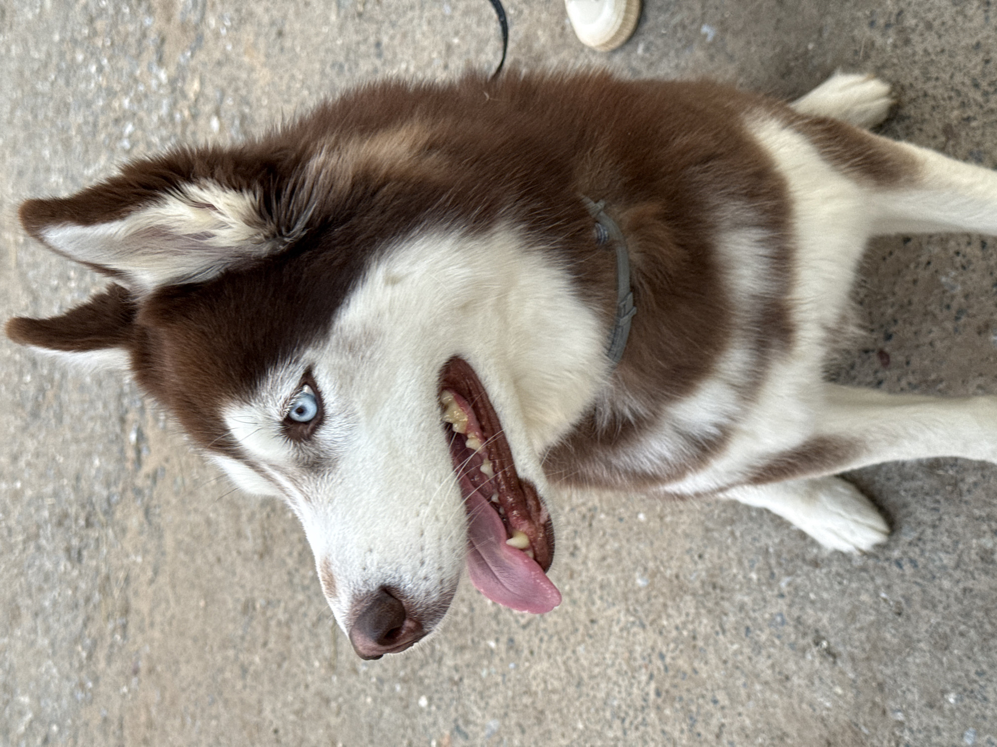 A medium shot from above depicts a brown and white Siberian Husky dog lying on a gray concrete surface. The dog has striking blue eyes, and its mouth is open with its pink tongue sticking out. The dog is wearing a gray collar. At the top edge of the frame, a person's foot wearing a white shoe is partially visible. The background consists of a simple concrete surface with no other discernible features. The location is unknown.