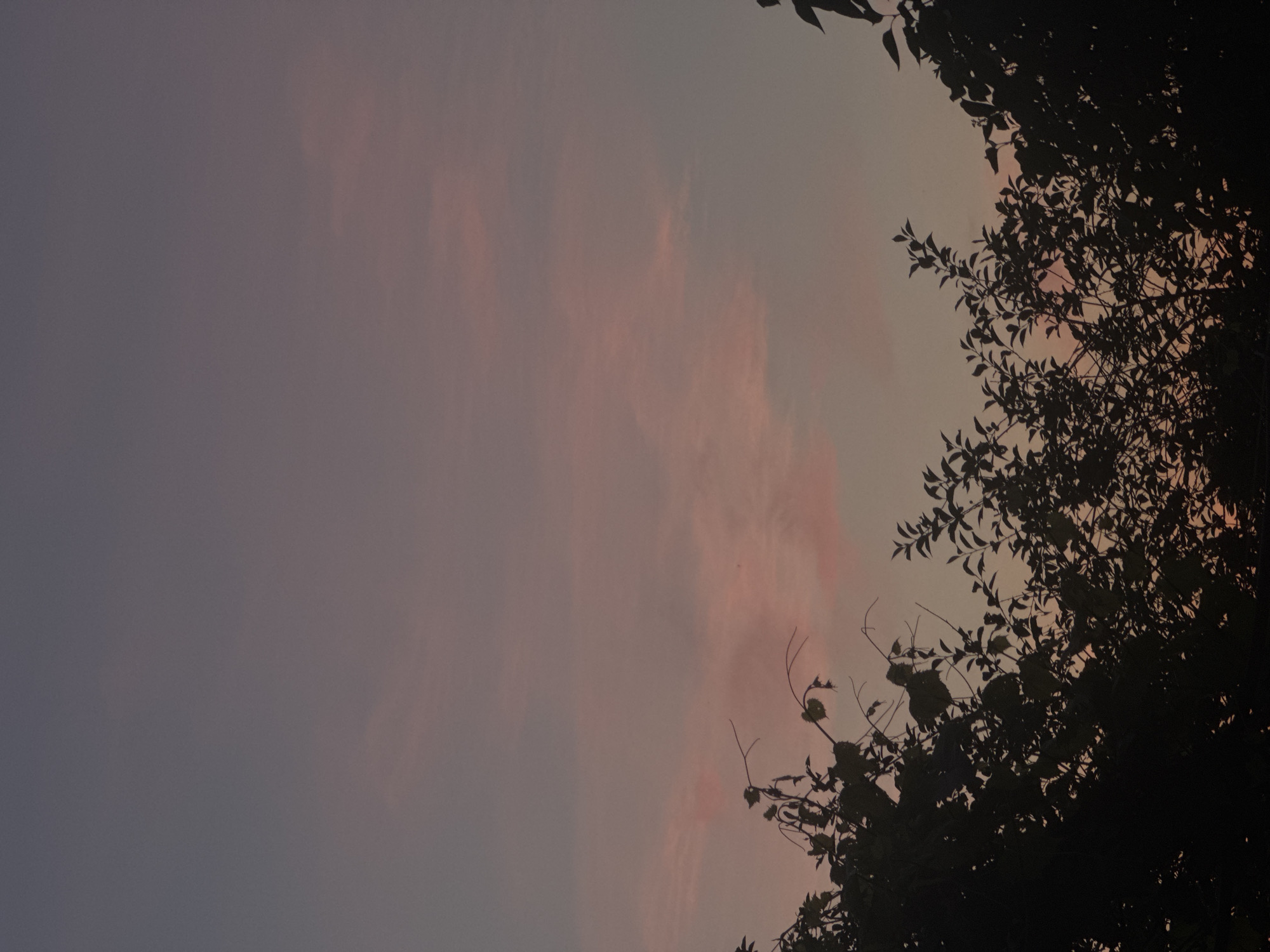 The image depicts a dusk sky with soft pastel colors, transitioning from a muted purple at the top to a pale pink and peach hue closer to the horizon. Wispy clouds are scattered across the sky, tinged with the colors of sunset. Silhouetted against this atmospheric backdrop are the dark outlines of tree branches and foliage, framing the bottom of the image. The leaves and branches are dense, creating a stark contrast with the ethereal sky. The scene evokes a sense of quietude and the fading light of day. This is likely a natural setting, possibly a park or garden, within or near the city of Кривандино, Russia, given the provided context. There are no people or discernible actions taking place; the focus is on the natural environment.