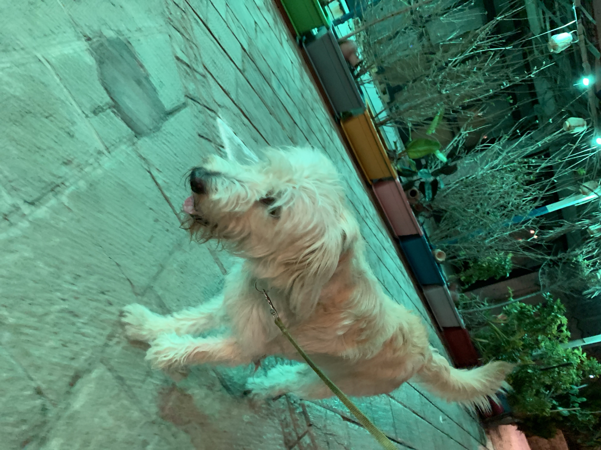 The image, rotated, features a fluffy, light-colored dog in what appears to be an outdoor or semi-outdoor setting, possibly a cafe patio or backyard in Tel-Aviv, Israel. The dog, likely a terrier type with shaggy, cream or off-white fur, is captured in profile, looking upwards and to its right. Its mouth is slightly open with a bit of tongue visible, suggesting alertness or curiosity. A light green leash is attached to its collar.
The dog is standing on a textured surface composed of light-colored, rectangular planks or pavers. The entire scene is strongly illuminated by a dominant greenish-blue light, creating a cool and somewhat artificial ambiance, indicating it is likely evening or night.
In the background, a vertical structure, possibly a wall or partition, is adorned with a series of colorful, rectangular planters or containers stacked vertically. These containers hold a mix of bare, twig-like branches and some green foliage, contributing to a decorative outdoor garden aesthetic. Small, soft lights are visible nestled within the branches and plants further back, emphasizing the evening atmosphere. There is no visible text in the image.