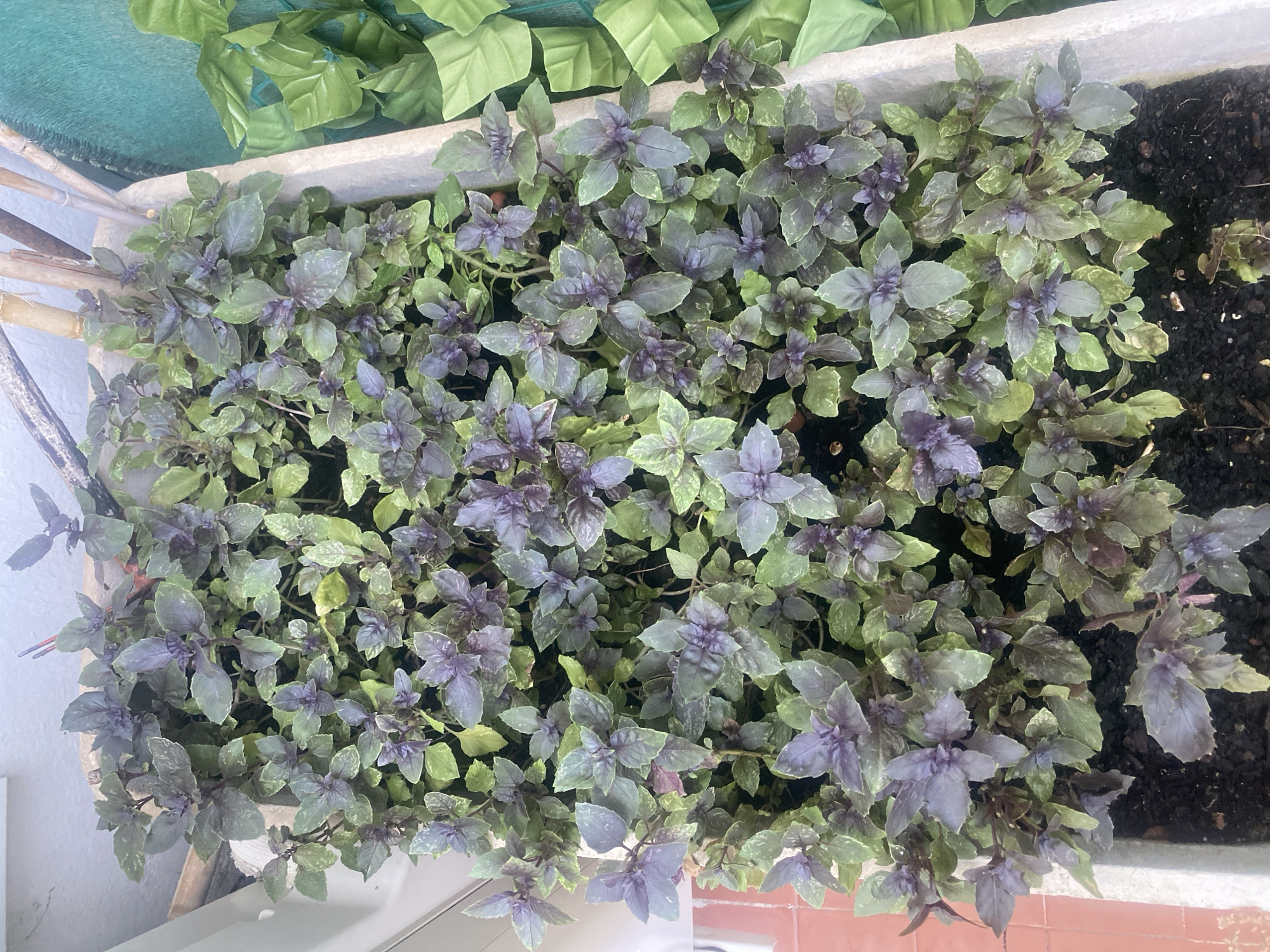 An overhead, medium-shot captures a rectangular planter box filled with dense, green and purple basil plants. The planter, made of weathered concrete, sits outdoors. The plants are lush and healthy, with a mix of deep purple and lighter green leaves. Some leaves show variegation, with lighter splotches or edges. The soil is dark and visible at the bottom of the planter. To the right of the planter, a green, textured privacy screen or fence is visible, and behind it, a hint of a building facade. To the left, a portion of a light-colored wall and a pinkish-tiled surface can be seen. A few thin, dry bamboo stalks are propped against the back of the planter. The scene appears to be an urban garden or balcony setting in Antibes, France. There are no people or animals present.