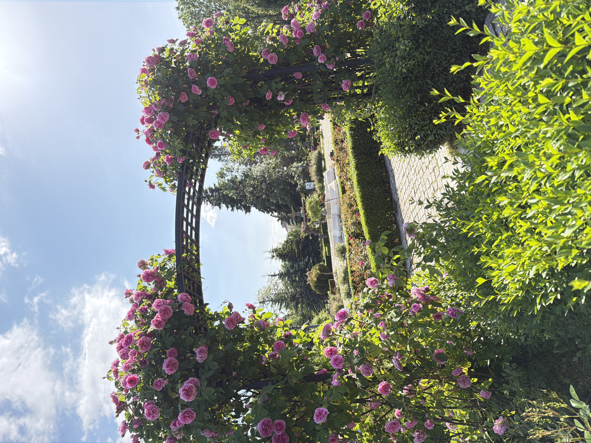 The image shows a garden scene in Sofia, Bulgaria. A rose-covered archway stands at the entrance to a paved path. Pink roses are abundant on the arch. To the right of the path, there is a trimmed hedge, and beyond it, additional greenery and trees. The sky is blue with some clouds. The location is likely a park or garden within Sofia, Bulgaria.