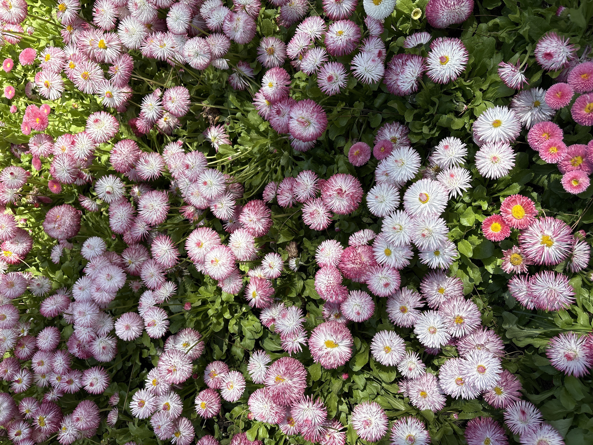 This full shot image displays a dense cluster of numerous blooming flowers, likely a variety of English daisies (Bellis perennis). The flowers exhibit a striking color palette, predominantly white with vibrant pink or reddish-purple tips and edges on many petals, while others are entirely pink or fuchsia, often with yellow centers. They are tightly packed together, forming a lush ground cover amidst green foliage and leaves that provide a natural backdrop.
The scene is brightly illuminated by direct sunlight, creating clear highlights and subtle shadows that emphasize the texture and volume of the blooms. This lighting suggests it is daytime, likely during a sunny morning or early afternoon. The image captures a static floral display, with no discernible activity taking place. The abundance of colorful flowers conveys a sense of natural beauty, freshness, and cheerfulness. There are no people, artificial objects, or visible text within the frame. Based on the provided context, the location of this vibrant flowerbed is Gelendzhik, Russia.