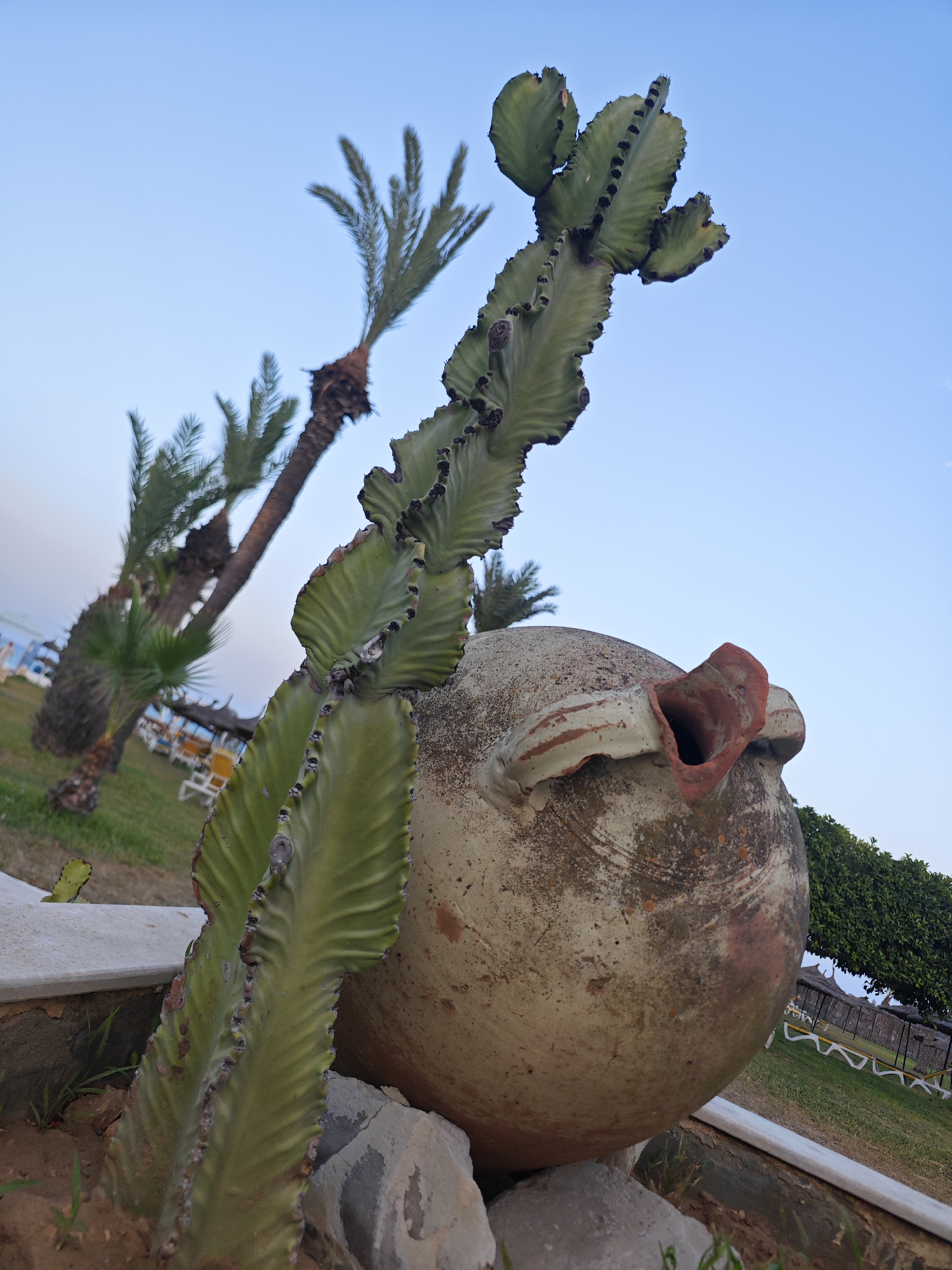 In Mahdia, Tunisia, a large, old, ceramic pot with a reddish-brown rim and a gaping opening sits in the foreground, partially obscured by a tall, green cactus. The cactus, with its ribbed structure and dark spines, rises from sandy soil and is supported by rough stones. In the background, several palm trees with rough trunks and feathery fronds reach towards a clear blue sky. Beyond the palm trees, a grassy area is visible with scattered lounge chairs and umbrellas, suggesting a resort or park setting. A hint of a white railing runs along the edge of a raised platform in the lower left of the frame. The overall scene is outdoors, likely during daylight hours with soft lighting.