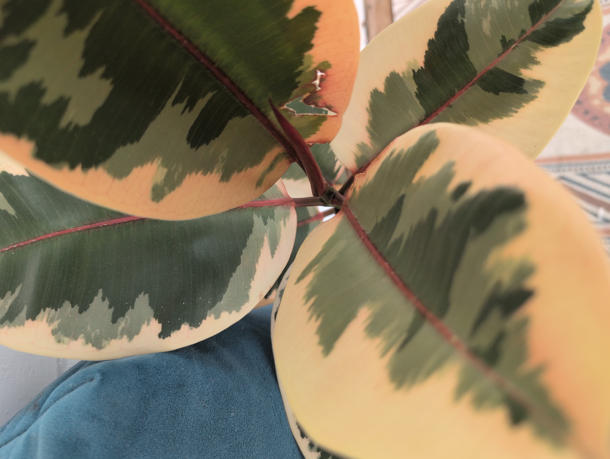 A close-up shot focuses on the variegated leaves of a plant, likely a Rubber Plant (Ficus elastica 'Tineke' or similar cultivar), set against a blurred background. The leaves display a striking pattern of deep green, cream, and pinkish-white variegation, with prominent red veins running through them. The texture of the leaves appears smooth and leathery. In the upper left corner of the frame, a portion of a textured, teal-colored cushion is visible, suggesting an indoor setting. The lighting is soft, highlighting the subtle color gradients and textures of the foliage. There is no indication of this image being taken in Saint Petersburg, Russia, or any specific city. The scene is devoid of any people, actions, or interactions. The environment is ambiguous beyond the presence of the plant and cushion.