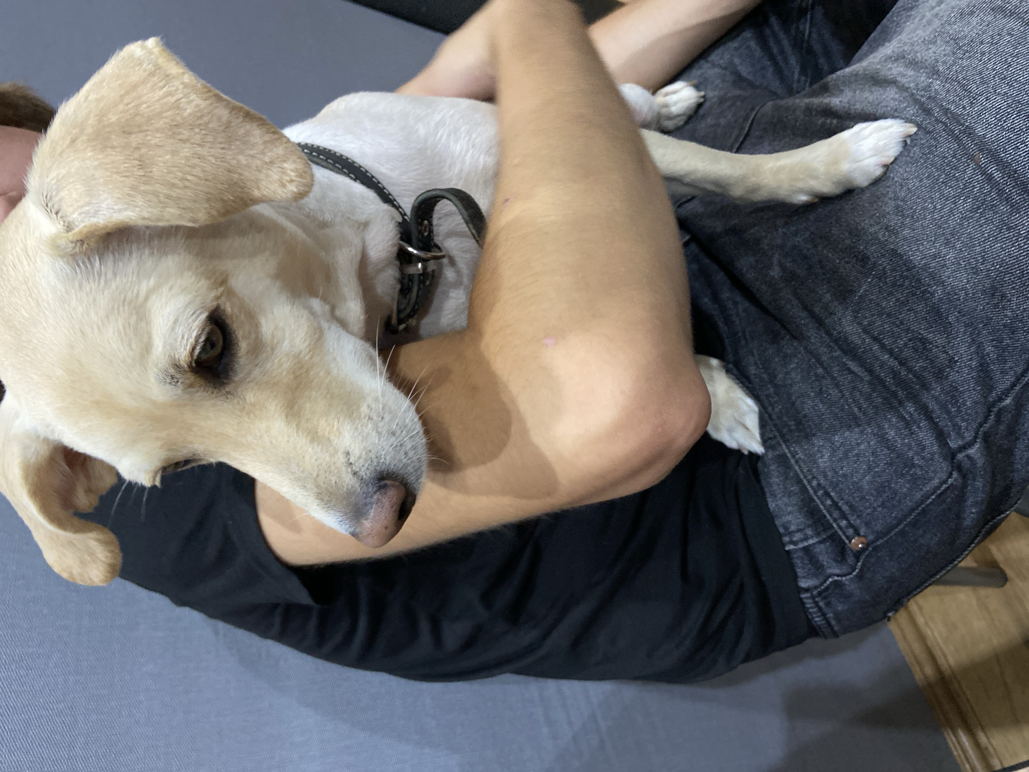 A light-colored dog is being held by a person. The person is wearing a black t-shirt and dark-wash jeans. The dog has floppy ears and is looking to the left. The background appears to be a gray wall.