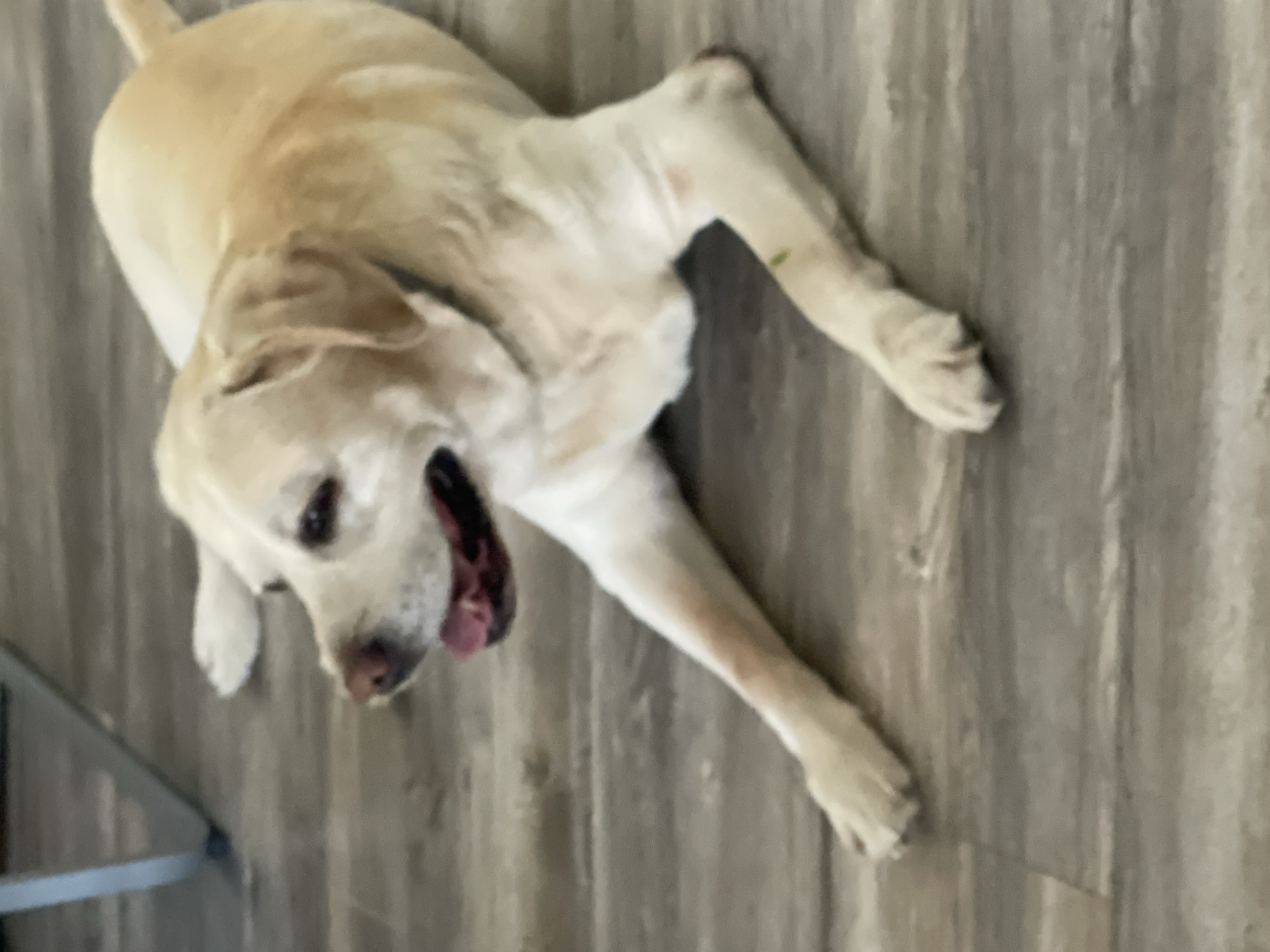 A yellow Labrador Retriever lies on a gray, plank-patterned floor. The dog is lying down, with its head towards the lower left of the frame and its body extending upwards and to the right. The dog's mouth is slightly open, revealing a pink tongue. A partial view of a metal chair leg is visible in the lower left corner. Location information is not discernible from the image.
