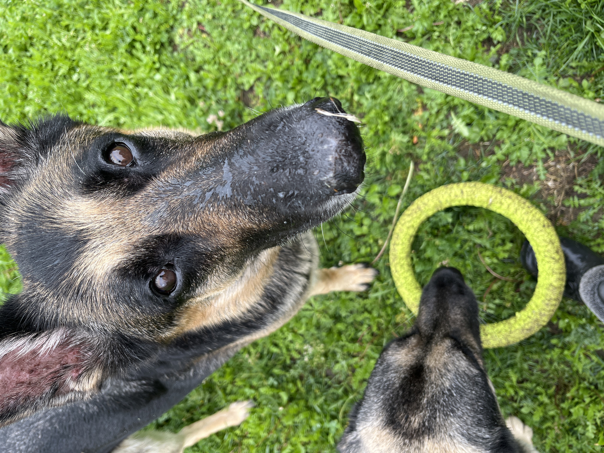 In Nizhny Tagil, Russia, a close-up shot captures two German Shepherd dogs in a grassy outdoor environment. The primary subject is a dog facing the camera, with its head and a portion of its body in focus. The dog's wet nose and dark eyes are prominent. To the left, another dog's head is partially visible, looking down at a bright yellow ring-shaped toy on the ground. A green and black striped leash is visible diagonally across the right side of the frame. The background consists of green grass.