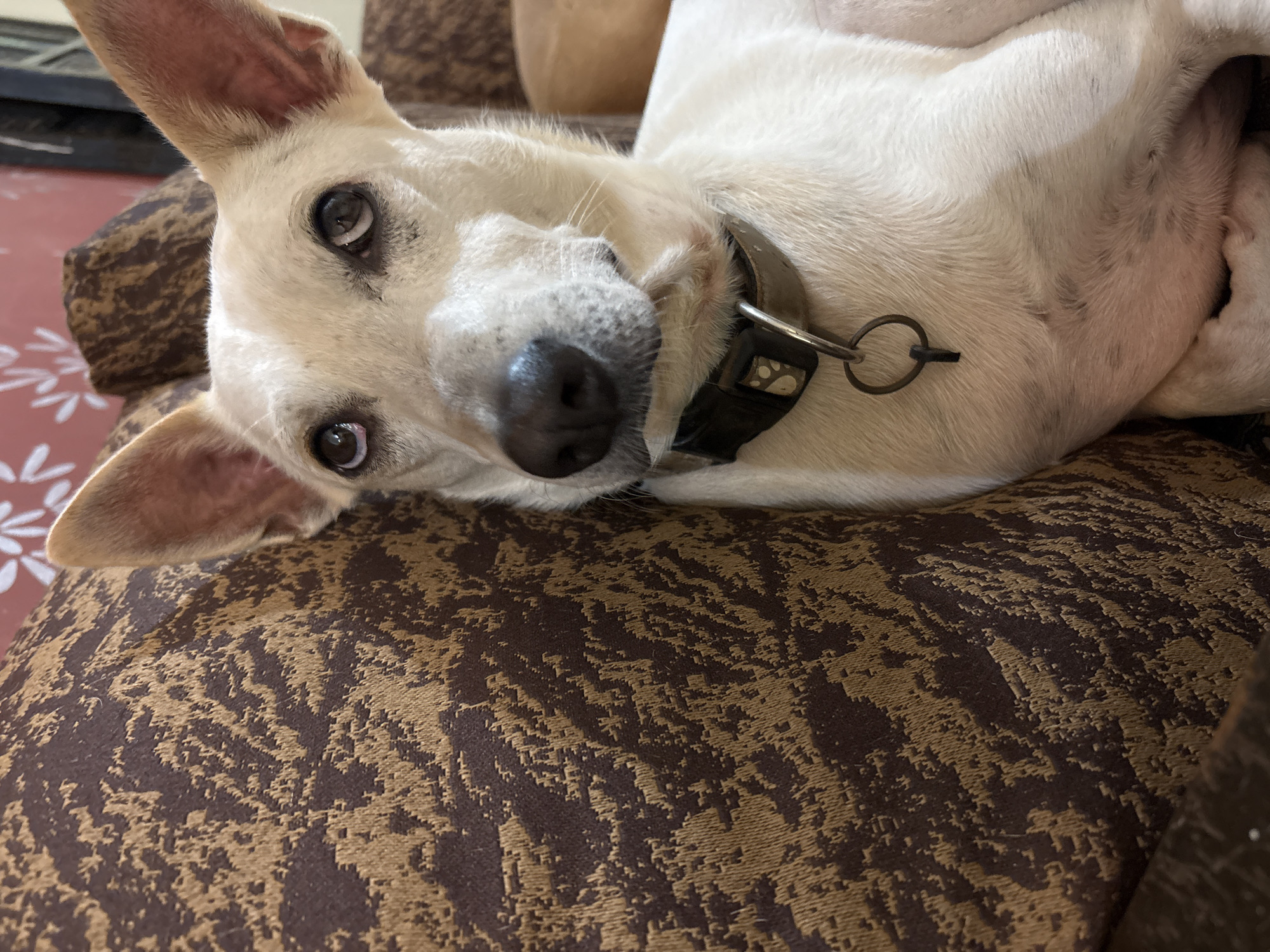 A light-colored dog with large ears and dark eyes is lying on a patterned couch. The dog is wearing a dark collar with a metal ring. The couch has a brown and tan abstract pattern. The background is blurred but appears to be an indoor setting, possibly a living room. The scene is captured from a slightly elevated angle, focusing on the dog's face and upper body.