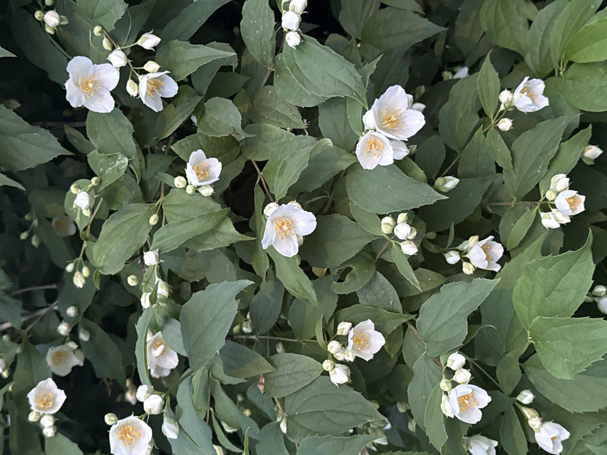 The image presents a close-up, top-down view of a dense flowering bush, likely a Mock Orange (Philadelphus) or a type of Jasmine, characterized by an abundance of white blooms and dark green foliage. The scene is filled entirely by the plant, with no discernible background beyond the dense leaves.
Numerous white flowers are prominently displayed throughout the frame. Many of these blossoms are fully open, each featuring four to five delicate white petals and a distinct cluster of bright yellow stamens and anthers in their centers. Alongside the open flowers, there are many smaller, tightly closed flower buds, some individually clustered and others forming small racemes, indicating a thriving period of growth and bloom.
The leaves are a deep, rich green, varying slightly in shade, and are ovate to lance-shaped with visible venation. They form a thick, lush canopy that serves as a backdrop for the contrasting white flowers. The lighting is soft and natural, suggesting either an overcast day, early morning, or late afternoon, as there are no harsh shadows. No specific activities are taking place, nor is any text visible. The image depicts a vibrant botanical moment, characteristic of springtime or early summer flora in a location such as Shcherbinka, Russia.
