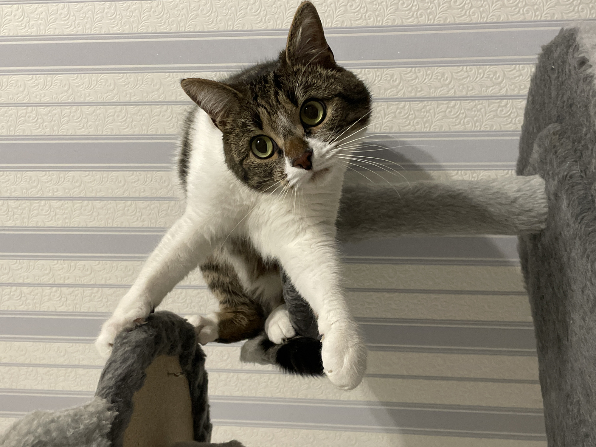 A cat with a brown and white coat and green eyes is sitting on a grey, carpeted cat tree. The background is a textured wallpaper with horizontal stripes. The location is not evident from the image.