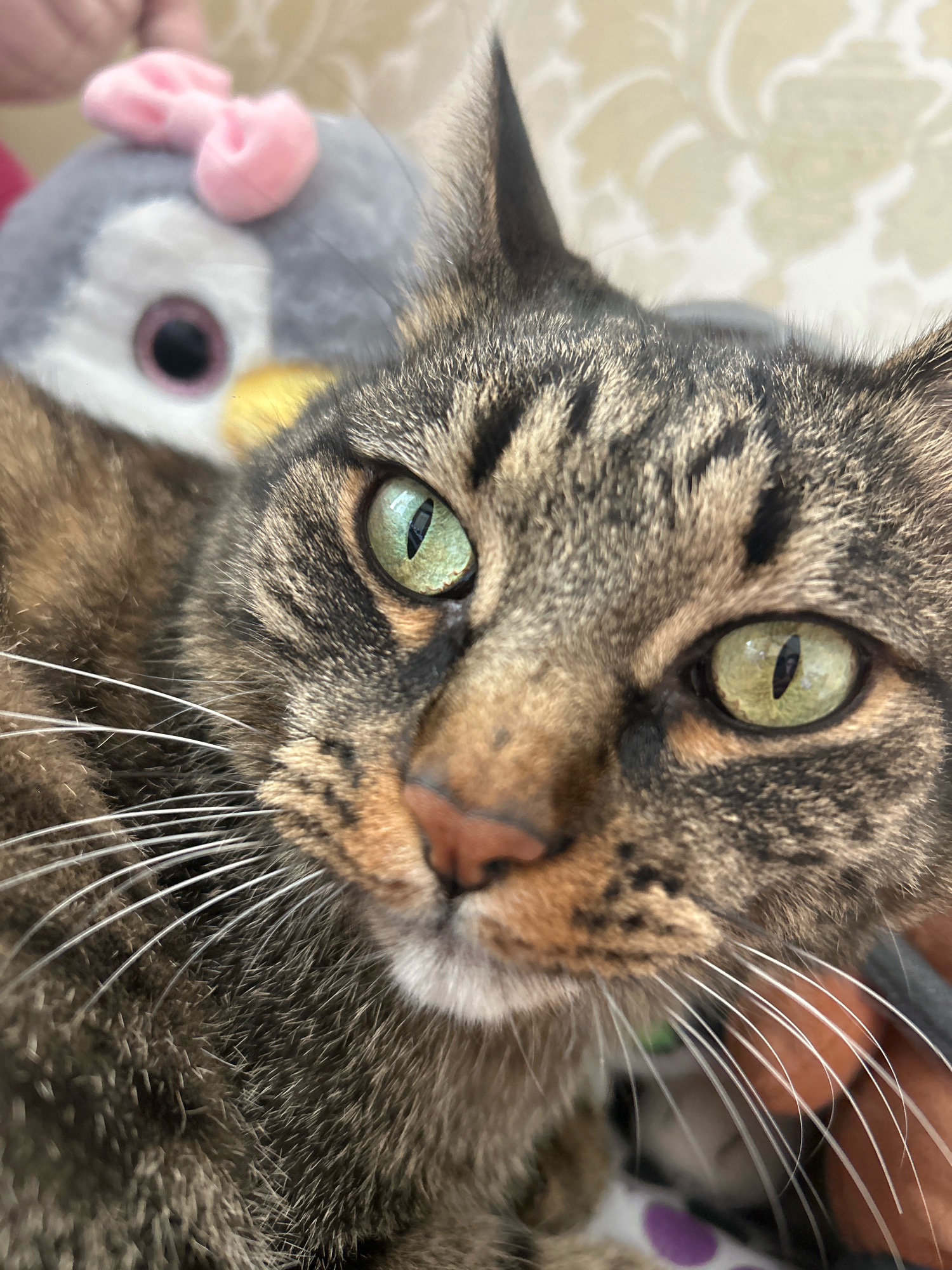 The image is a close-up, indoor portrait of a tabby cat's face, taken at a shallow depth of field. The cat's green eyes are in sharp focus, with intricate patterns of black and gold visible within the irises. Its nose is a soft pink, and its white whiskers are prominent. The cat's fur is a mix of brown, black, and gold tabby markings. In the background, slightly out of focus, is a plush toy, possibly a penguin, with pink ear-like adornments. The lighting suggests it is daytime, possibly from a window. There is no discernible information about the city of Khyrdalan, Azerbaijan, in the image.