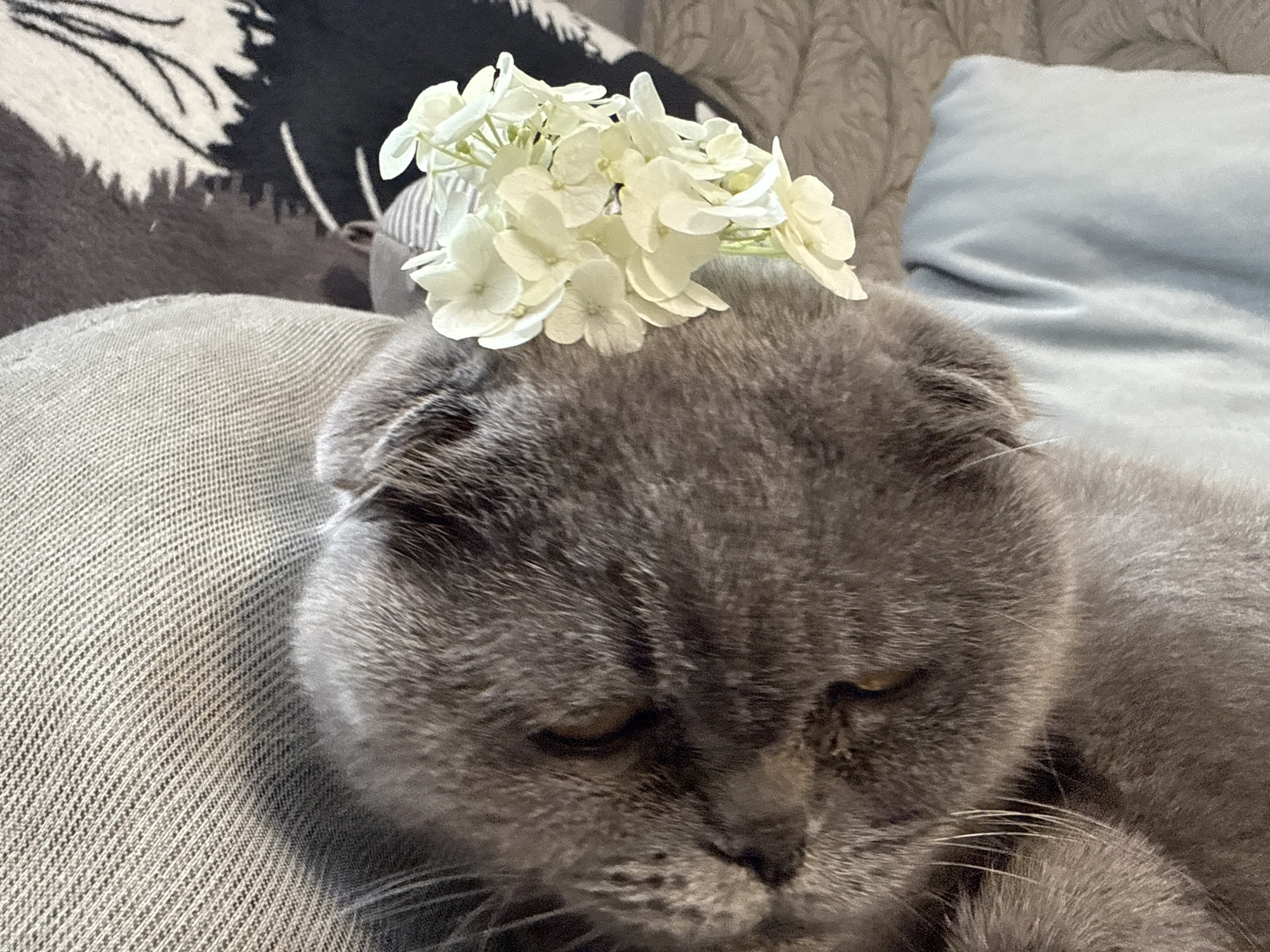 A grey Scottish Fold cat with a bouquet of small white flowers on its head is lying down on a textured grey surface, possibly a blanket or cushion. The cat's eyes are partially closed, and it appears relaxed. In the background, there is a light blue pillow and a patterned dark and light grey blanket. The overall setting suggests an indoor environment, likely a home. No specific location within the city of Pastavy, Belarus can be determined from the image.