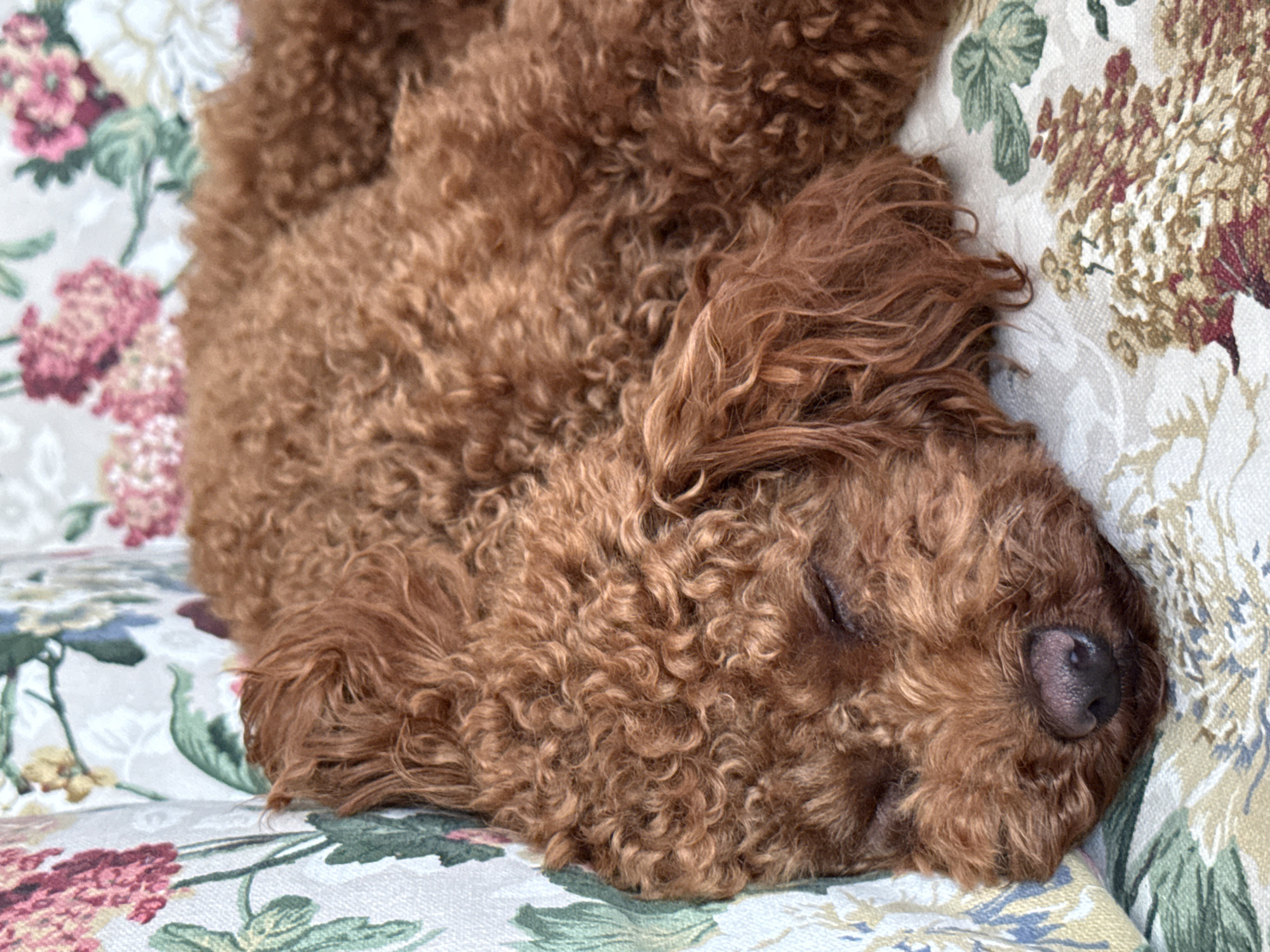 The image shows a close-up of a red poodle sleeping on a floral-patterned couch. The dog is curled up on its side, with its eyes closed and its nose resting on the fabric. The poodle's fur is a rich reddish-brown color and appears curly and soft. The floral pattern on the couch consists of various flowers in shades of pink, white, and green, set against a light-colored background. The lighting suggests it is daytime, and the indoor setting appears comfortable and cozy. The overall mood of the image is peaceful and serene, capturing a moment of deep sleep for the dog. No text is visible in the image.