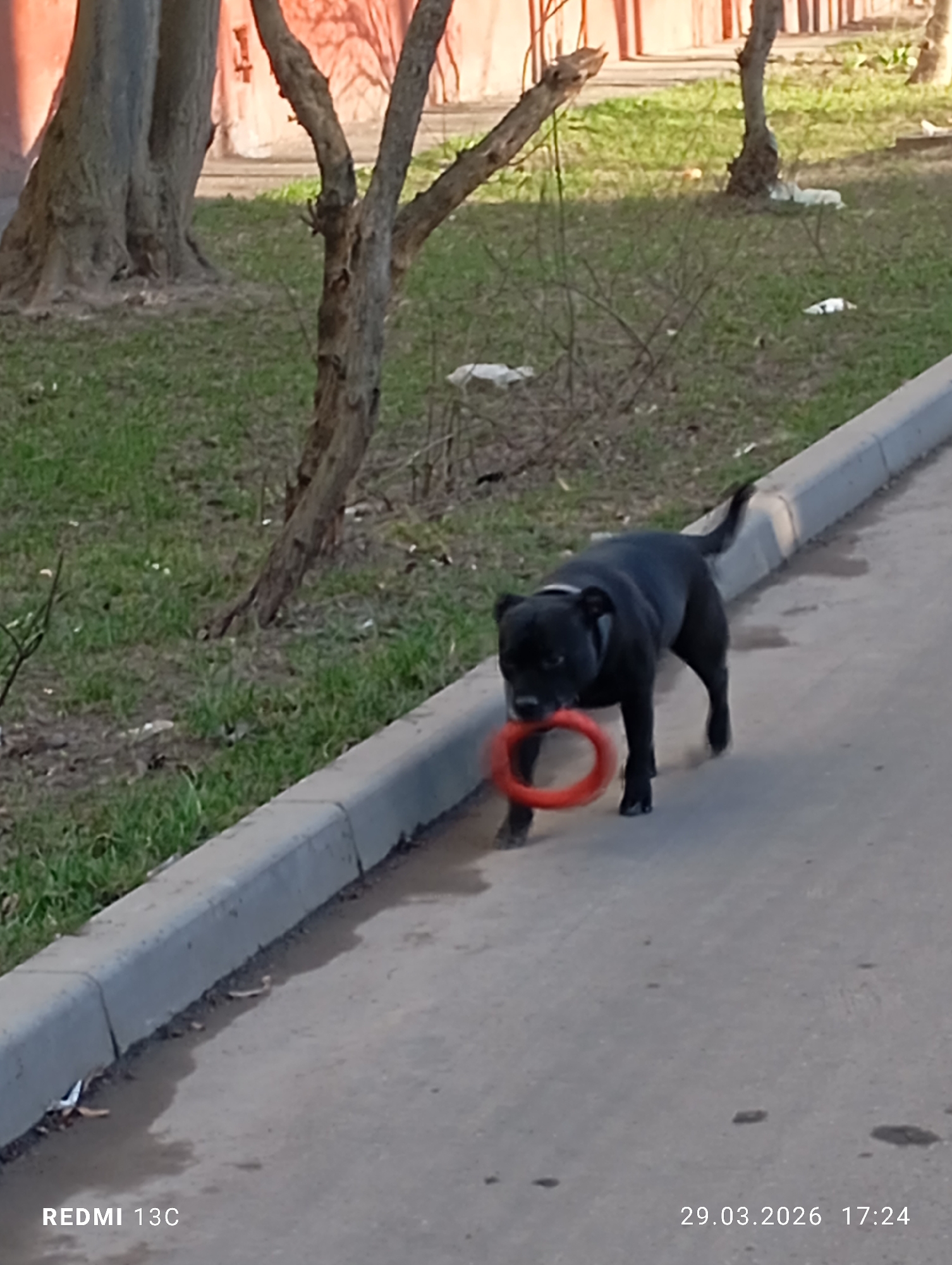 A medium shot depicts a black Staffordshire Bull Terrier standing on a concrete walkway. The dog holds a red, ring-shaped toy in its mouth and is wearing a gray collar. The background includes grass, trees, and what appears to be the side of a building. The timestamp indicates the photo was taken on March 29, 2026, at 17:24. The image was captured using a Redmi 13C phone. The location could be in Moscow, Russia.