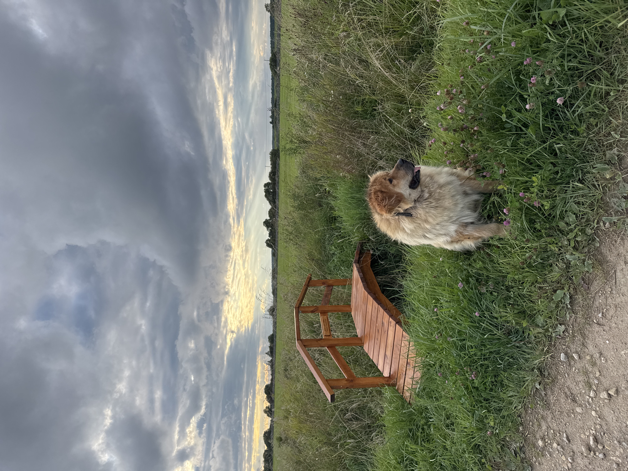 A medium-sized, fluffy, light brown dog with a black collar sits in a grassy field, looking to its right. The dog is positioned in the foreground, slightly to the right of center. Behind the dog, a small, arched wooden bridge is situated in the tall green grass. The bridge is made of light-colored wood and has railings on either side. Beyond the bridge and grass, a vast, green field stretches to the horizon, dotted with trees and shrubs in the distance. The sky above is dramatic, filled with heavy, gray clouds, but streaks of sunlight break through, illuminating parts of the landscape with a golden glow. The ground in the lower left corner of the image is a dirt path with scattered small stones. The scene appears to be outdoors in a rural or park-like setting, possibly in the city of Kempelevo, Russia, given the description.