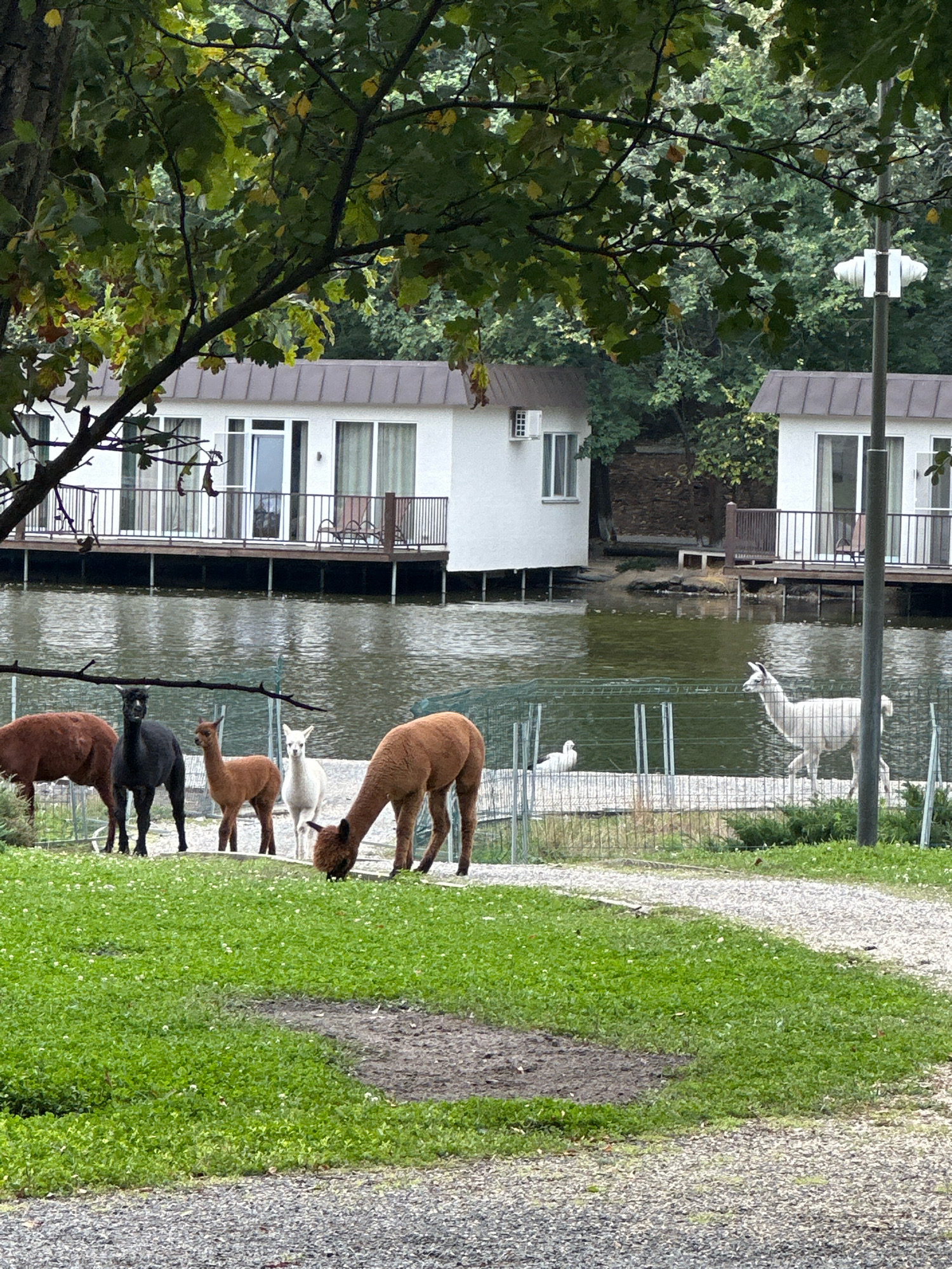 The image depicts a pastoral scene with several alpacas in a grassy enclosure adjacent to a body of water. In the background, two modern, white structures with dark roofs are visible, situated on stilts over the water. These buildings appear to be part of a resort or accommodation facility. A paved path runs through the foreground, and a fence separates the alpacas from the water. A white duck can be seen swimming in the water. Trees with green and yellowing leaves frame the top of the image. The overall environment suggests a serene, natural setting with man-made structures integrated into the landscape.
