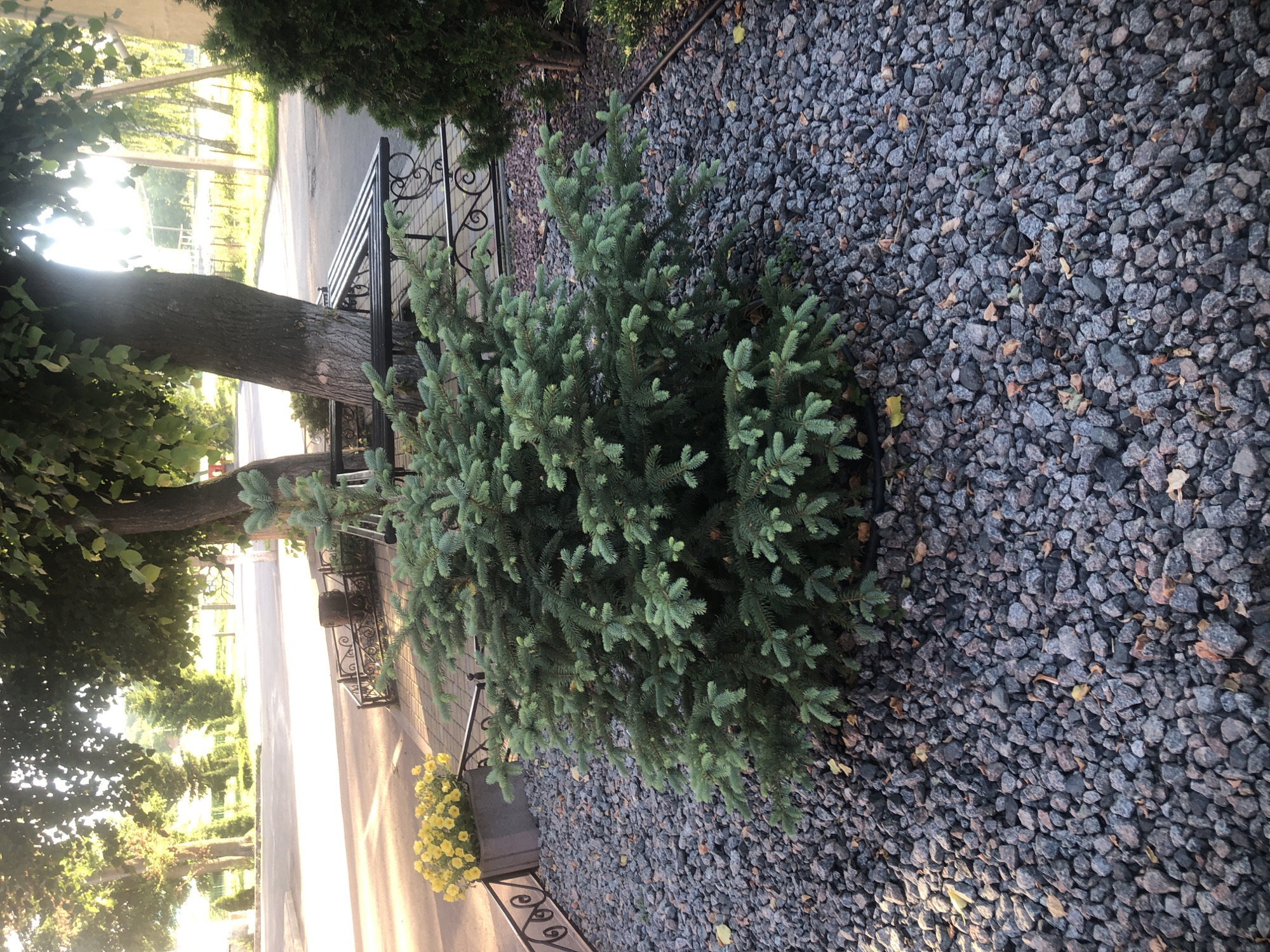A medium shot captures a dense, green fir tree situated in a gravel bed under the dappled sunlight filtering through large deciduous trees. The fir tree is the primary subject, its branches laden with needles. In the background, a black metal fence with decorative scrollwork encloses a paved area. Beyond the fence, a gray planter box overflows with bright yellow flowers, suggesting a decorative arrangement. Further in the background, sunlight illuminates a road and sidewalk, with other trees and foliage visible. The scene is set in an outdoor urban environment.