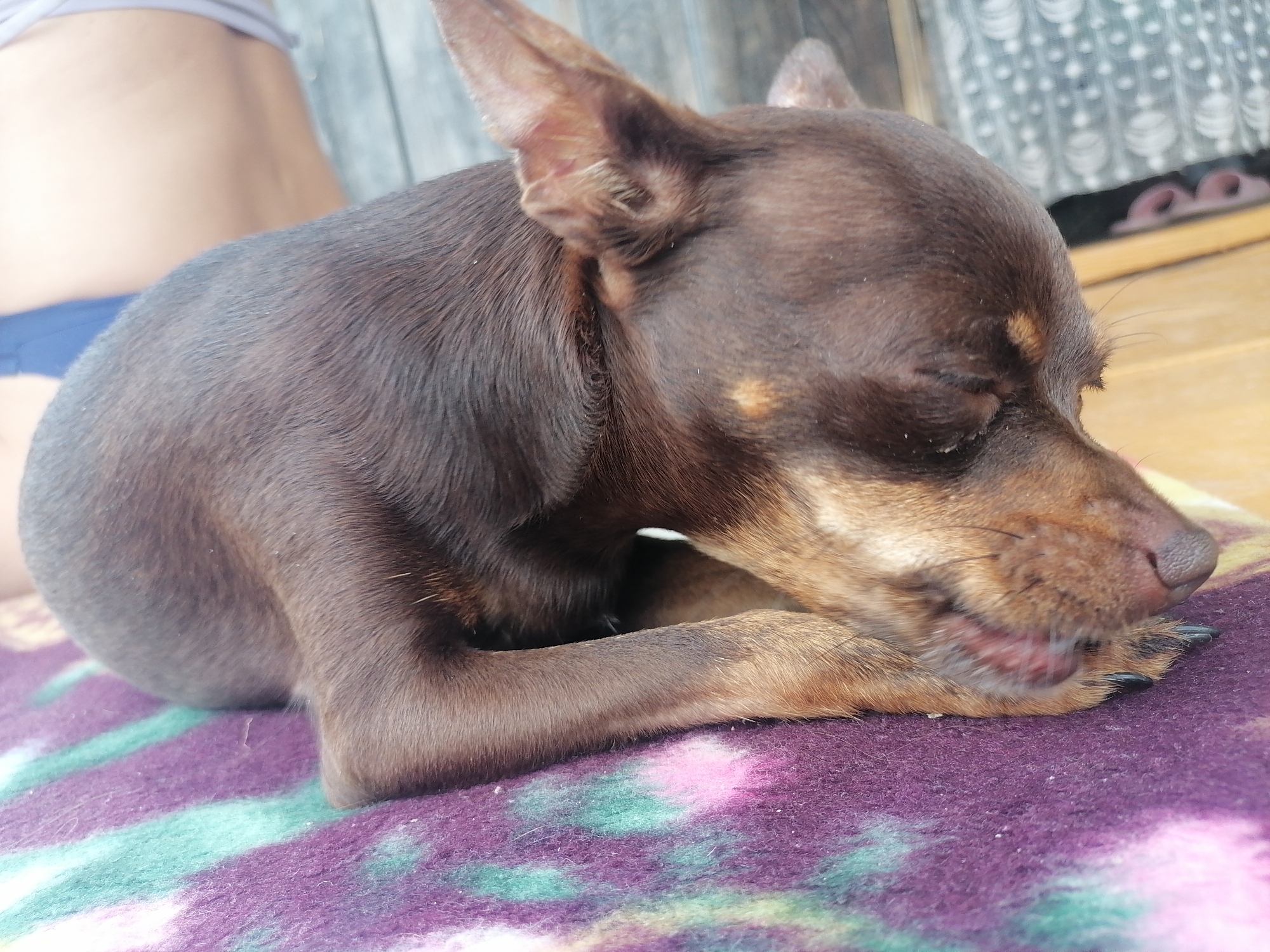 A brown dog with large ears is lying curled up on a purple blanket with green and pink stripes. The dog's head is resting on its paws, and its eyes are closed. The dog's fur is short and smooth. In the background, a person's bare back and blue shorts are visible. A wooden wall and a patterned curtain are also visible in the background. The scene appears to be outdoors, possibly on a porch or patio. The image does not contain any information about the city of Novopokrovka, Russia.