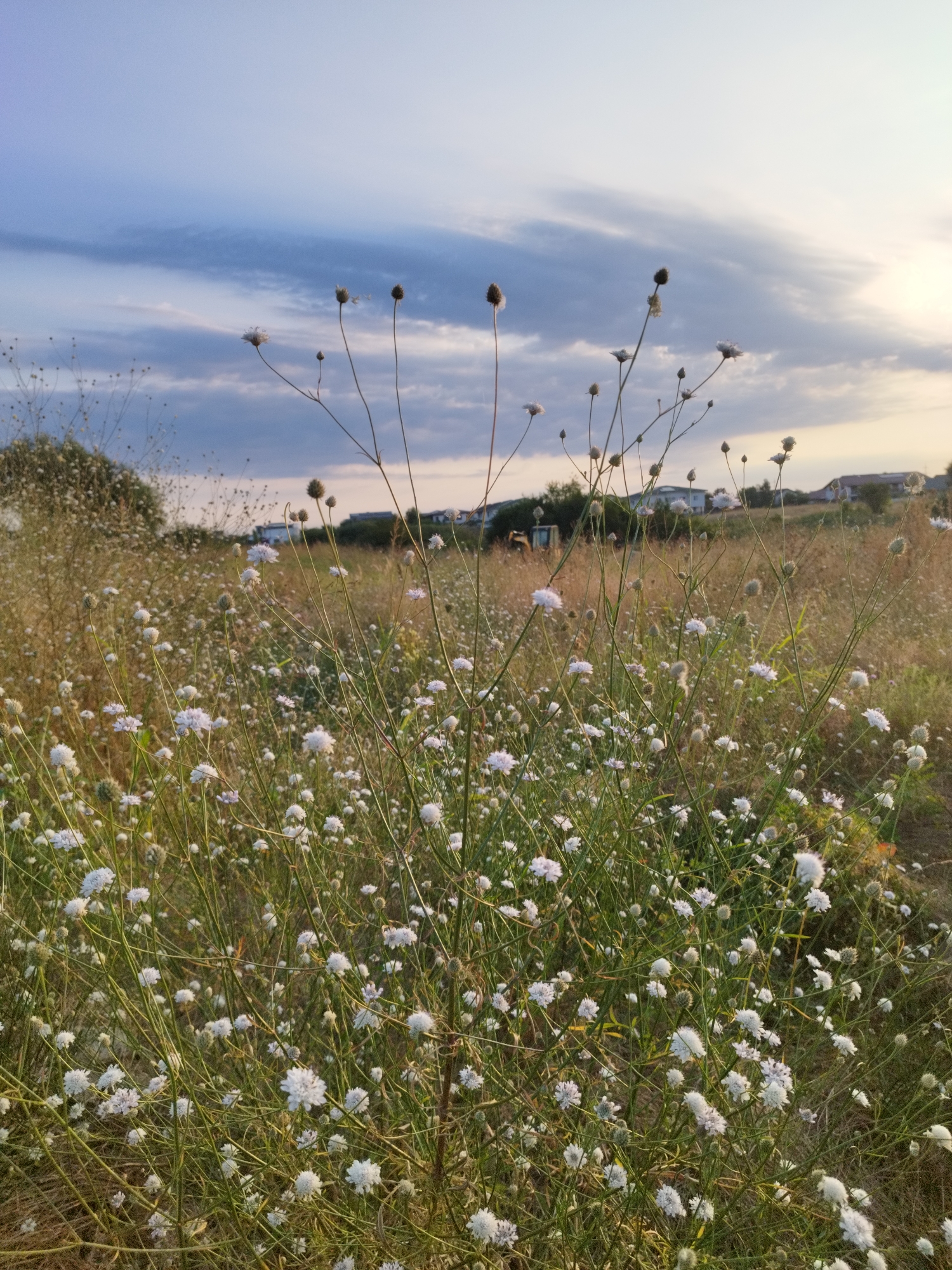 The image captures a field of wildflowers with small white, pom-pom-like blooms and some developing seed heads. The field appears to be in a rural or semi-rural setting, likely on the outskirts of Vidra, Romania, given the presence of houses and what appears to be construction equipment in the background. The sky is a soft blue with scattered, wispy clouds, suggesting it is either early morning or late afternoon. The overall impression is one of natural beauty and a serene, undeveloped landscape.
