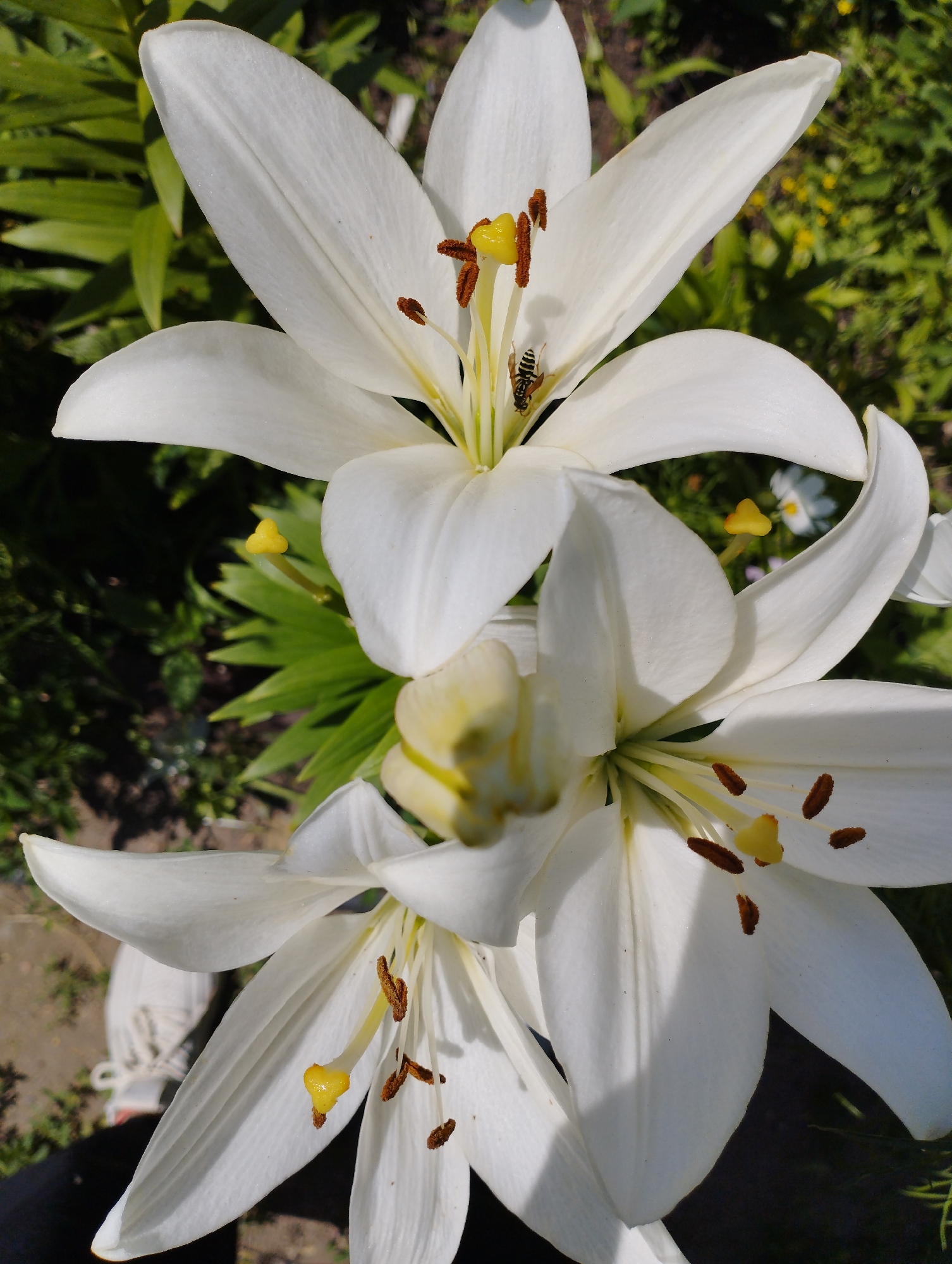 In a garden environment, three white lily blossoms are in full bloom, with visible stamens tipped with yellow anthers and reddish-brown pollen. One lily in the upper center of the frame has a small insect with black and yellow stripes on its abdomen, identified as a bee, positioned on its petals. Green foliage and a gravel pathway are present in the background. A person's white sneaker is partially visible at the bottom left of the frame. The image was taken outdoors in Temirtau, Kazakhstan.