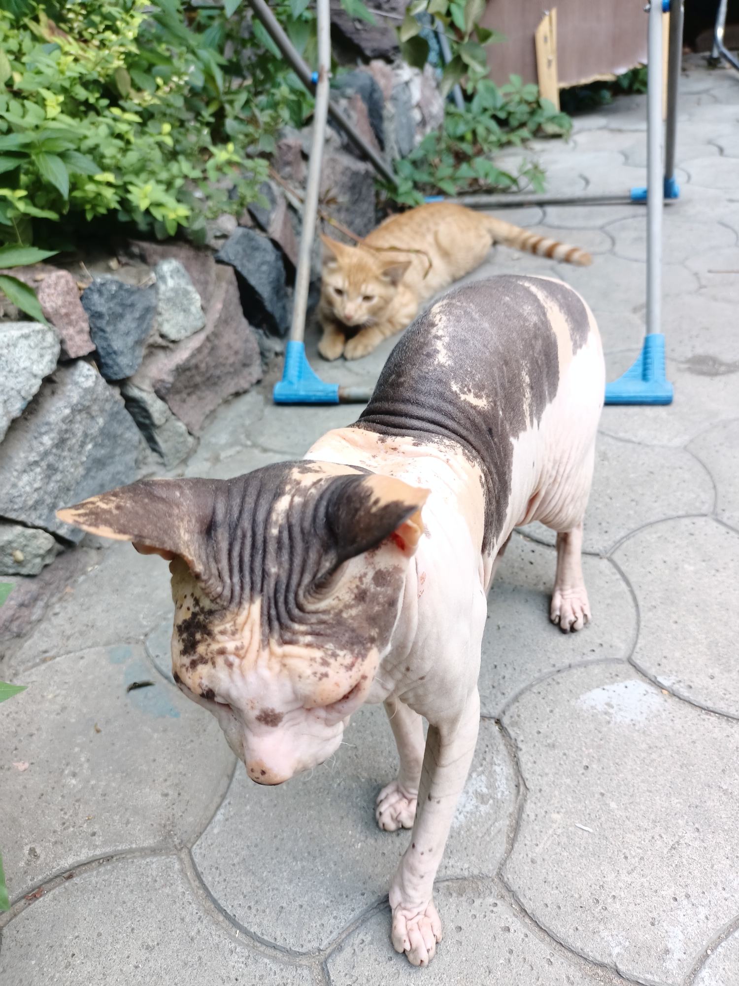 Two cats are outdoors on a paved area with stone and greenery in the background. In the foreground, a hairless cat, possibly a Sphynx, is facing the camera. Its skin is wrinkled and has patches of dark and light coloration. Behind it, an orange tabby cat is lying down and looking towards the camera. There is a blue object with a handle and a metal pole in the background, suggesting some sort of outdoor equipment or furniture. The overall scene appears to be in a residential backyard or garden area. The location is Almaty, Kazakhstan.