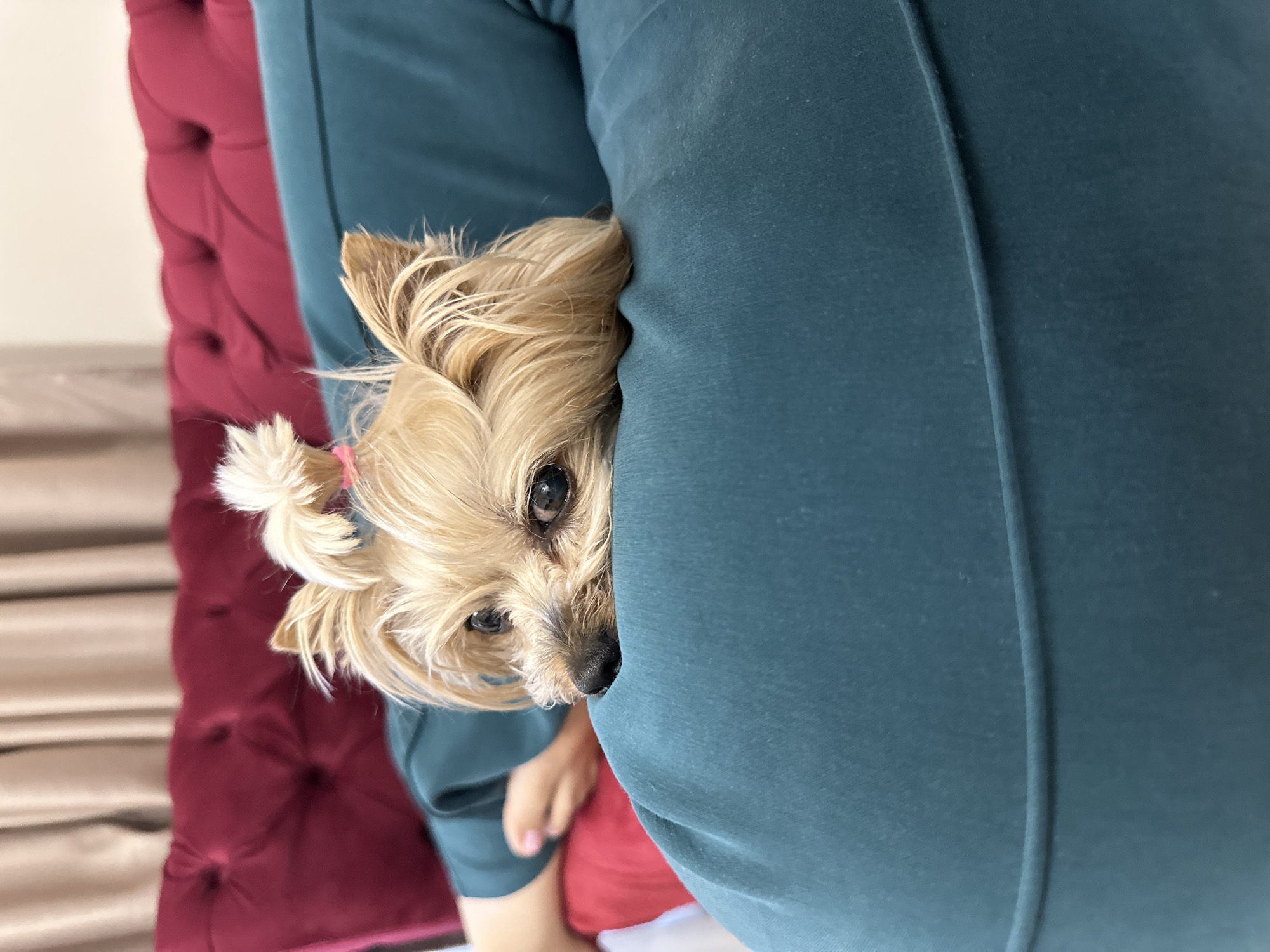A tan, small dog with long hair is partially visible, peeking out from between a person's teal-colored pants. The dog's head is angled slightly, with one eye clearly visible. To the left of the pants, part of a red, tufted cushion is visible. The photo has been rotated. There is no information to infer a location of Sofia, Bulgaria.