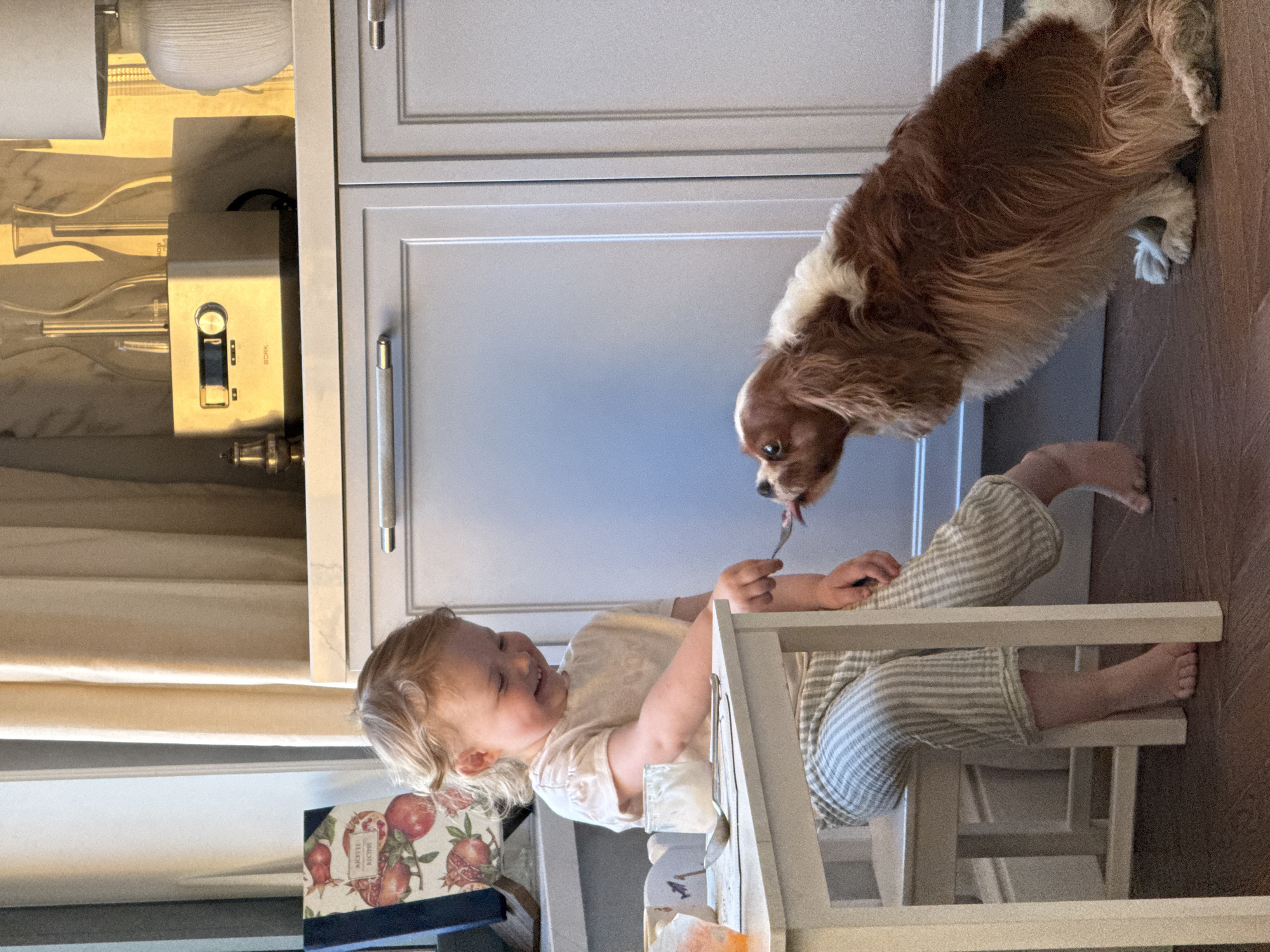 The scene depicts an indoor environment, presumed to be in Moscow, Russia, possibly a kitchen or dining area, with a young child and a dog interacting.
A young child with light-colored, curly hair, dressed in a light-colored t-shirt and light green and white striped long pants, sits barefoot on a small white wooden chair at a small white wooden table. The child is smiling and extends their right arm, holding a silver spoon, towards a dog. On the table, to the child's left, is a clear glass jar containing a white substance, another silver spoon, and a white placemat. An orange-colored cup is partially visible on the far left of the table.
Facing the child, a Cavalier King Charles Spaniel, or similar breed, with brown and white fur, sits on the dark wood floor. Its head is tilted slightly upward, and its tongue is extended, appearing to lick the spoon held by the child.
The background features a light-colored kitchen or domestic cabinetry. The cabinets are off-white or light grey with rectangular panels and horizontal silver-toned handles. Above the cabinets, on a light-colored countertop (possibly marble), sits a light-colored electronic appliance with a screen and a central dial, bearing the label "BORK." Behind this appliance are two clear glass decanters or carafes. To the right of the appliance, a white table lamp with a textured base and a light-colored shade is visible. A dark-bound book with a patterned cover depicting pomegranates and the visible text "RECETTE RECIPES" rests on a surface to the far left. Light-colored curtains are visible in the background.
