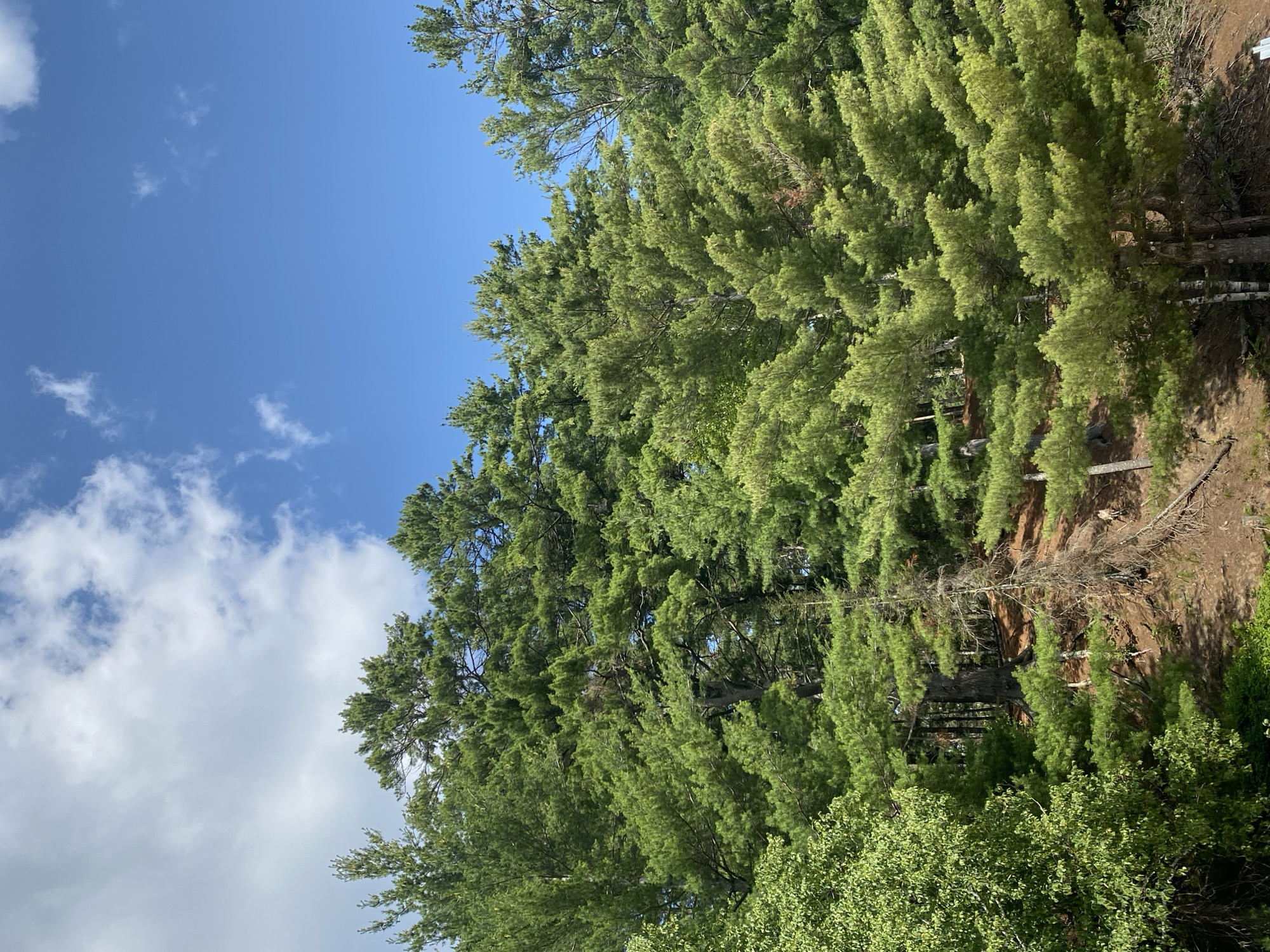 The image displays a dense forest canopy with lush green pine trees under a bright blue sky with scattered white clouds. The terrain appears to be a sloping hillside covered in brown soil and fallen pine needles. A few dead, thin trees are interspersed among the living ones, adding texture to the scene. The foliage is varied, with some trees appearing more vibrant and full, while others are thinner and more sparse. The overall impression is a natural, wooded landscape. There are no people or man-made structures visible in the image.