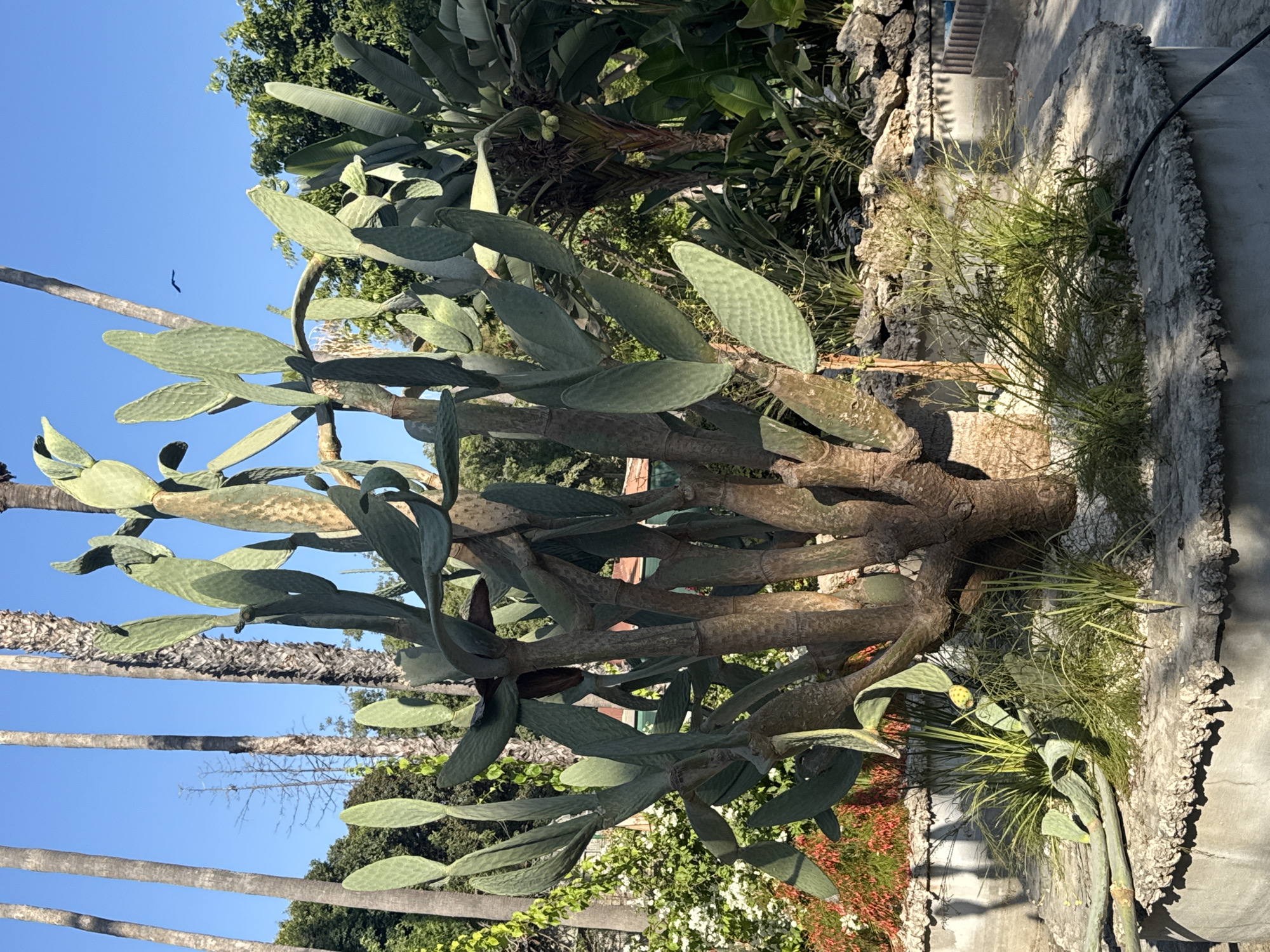 A large, mature prickly pear cactus, Opuntia ficus-indica, stands prominently in a circular concrete planter. The cactus has a thick, woody trunk and numerous flattened, paddle-shaped cladodes, many of which are green and healthy, while others show signs of age or damage. One yellow fruit is visible on a lower cladode. The planter is filled with gravel and small green grassy plants. Surrounding the planter are rocks and more lush vegetation, including tall palm trees in the background and flowering plants with red and white blossoms. The sky is a clear, bright blue, and a single bird is visible flying in the distance. The scene suggests a sunny, warm climate. This is a botanical garden or a well-maintained garden in the city of Limassol, Cyprus.