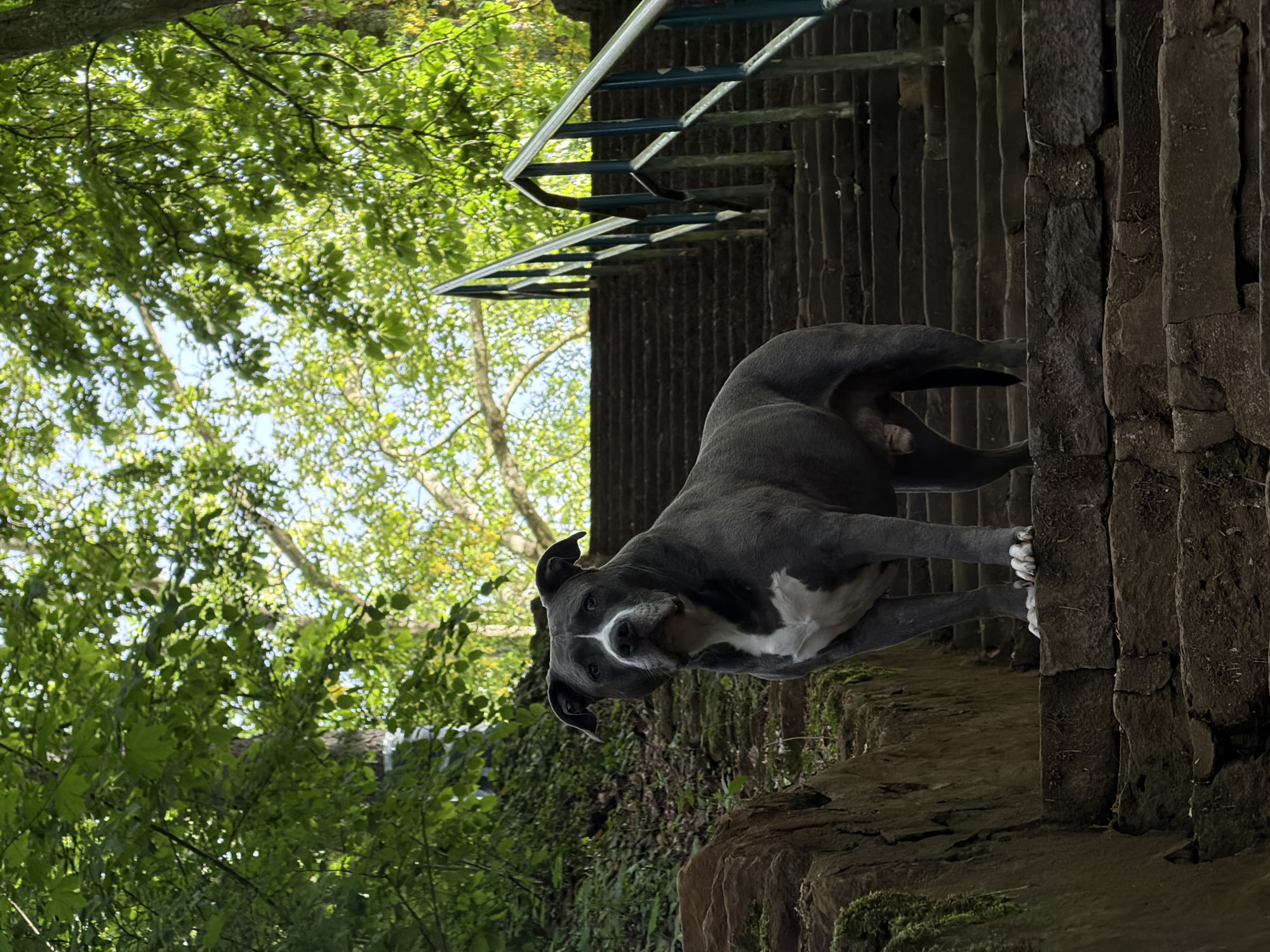 A gray-and-white American Bully dog stands on stone steps in Esch-sur-Alzette, Luxembourg. The dog is positioned on the upper part of the steps, with its front paws resting against a vertical stone structure. Behind the dog, there's a metal railing and a wall. The background features lush green trees with sunlight filtering through the leaves.