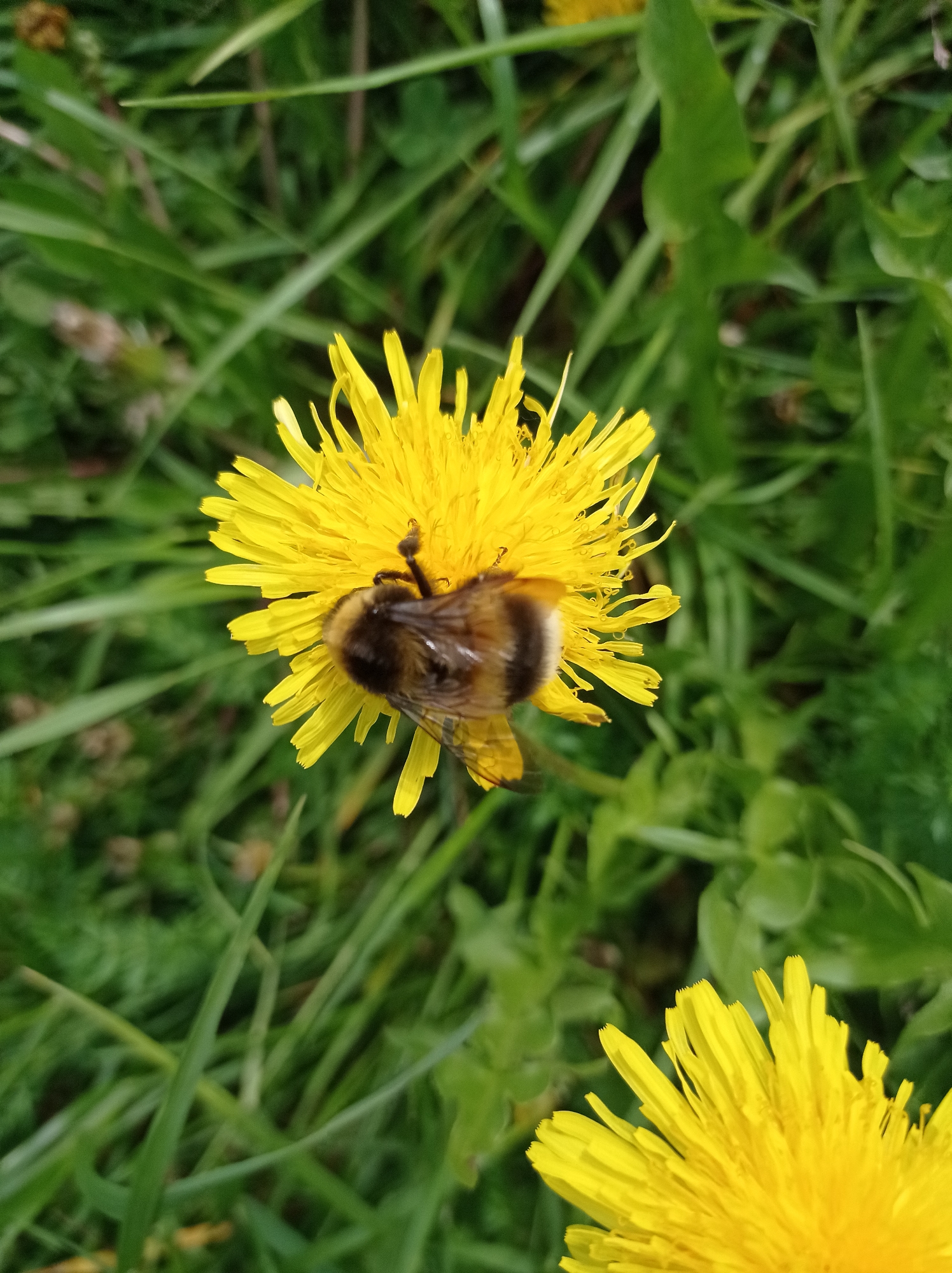 A bee is perched on a dandelion flower. The flower and the bee are the central focus of the shot. There is a second dandelion flower in the lower right of the shot. The background consists of green grass and vegetation. It is not possible to determine the location of Degtyarsk, Russia based on the image.